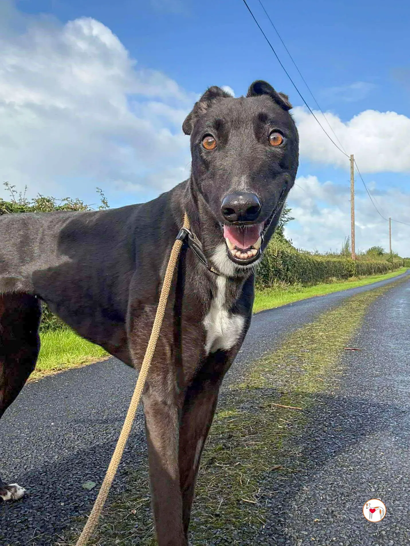 nina grey adozione 18