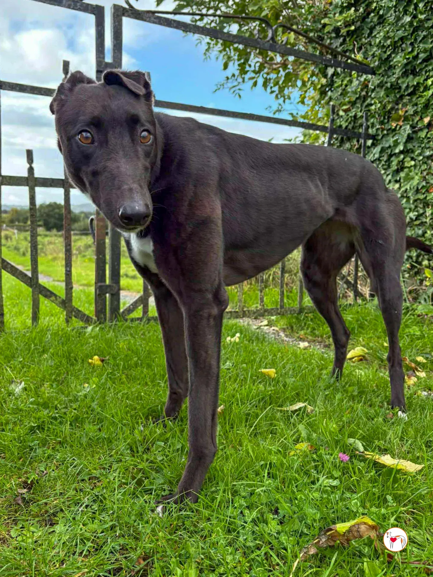 nina grey adozione 19