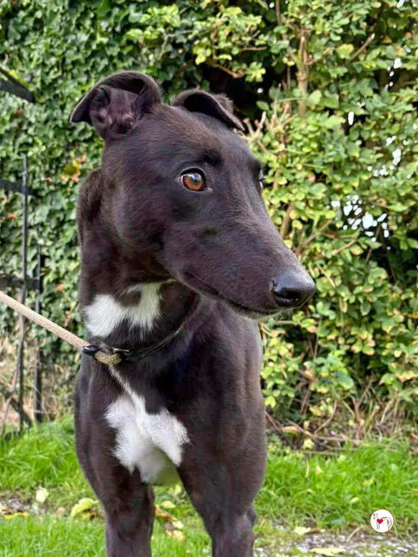 nina grey adozione 2