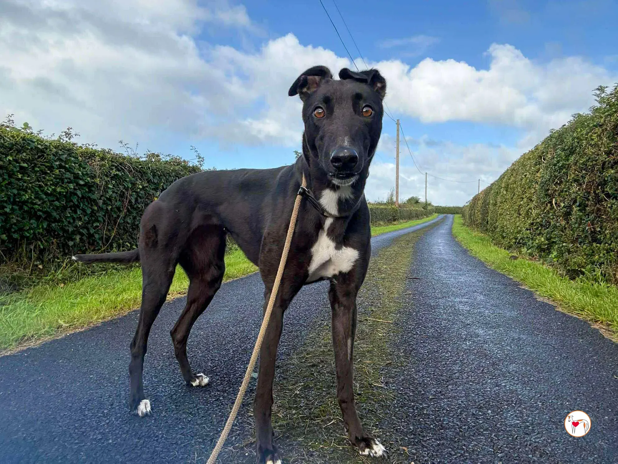 nina grey adozione 20