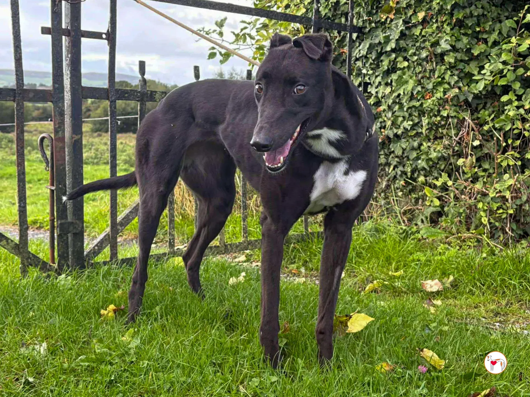 nina grey adozione 21