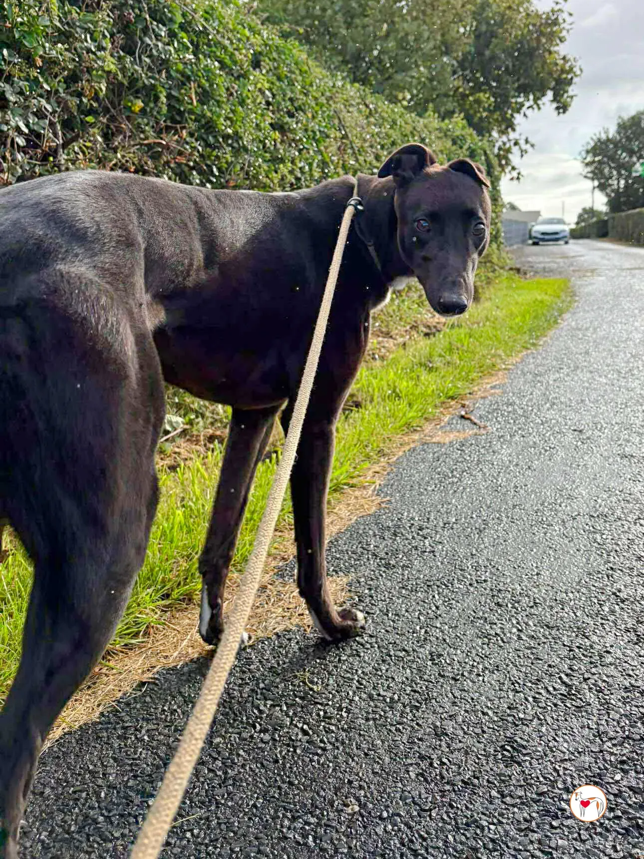 nina grey adozione 22