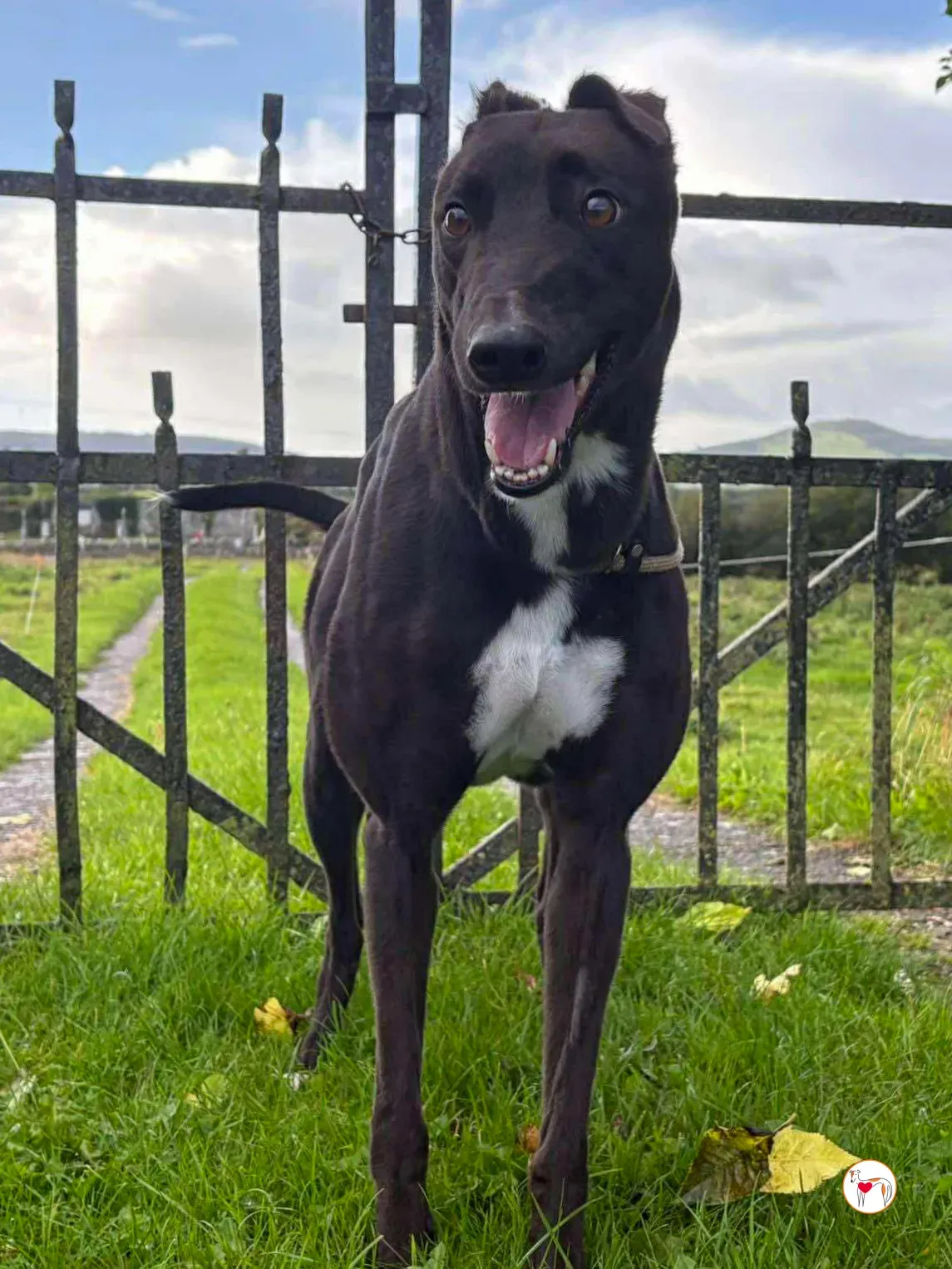 nina grey adozione 23