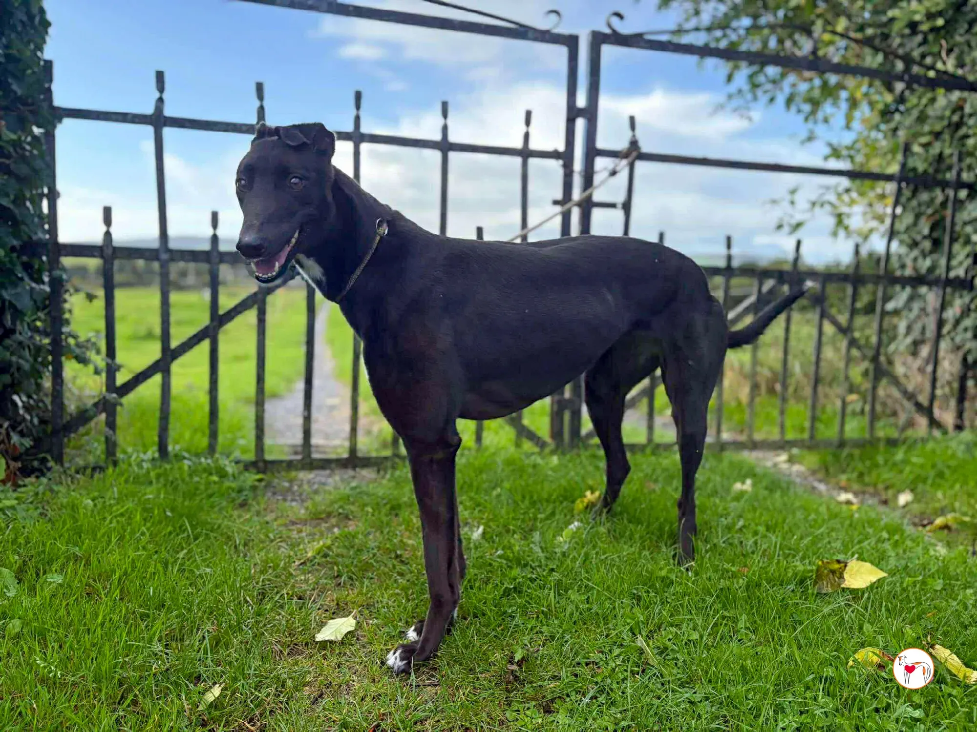 nina grey adozione 24