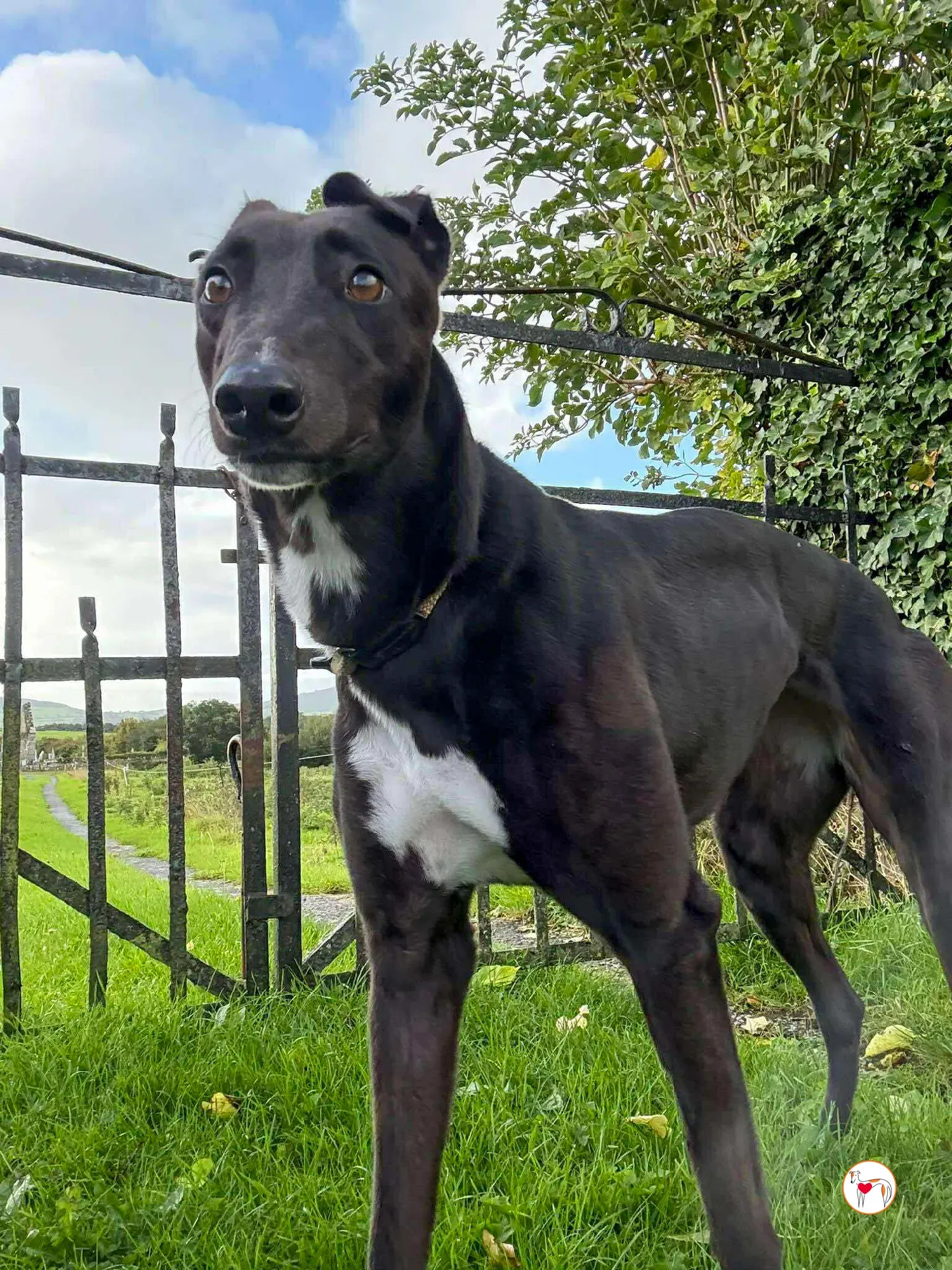 nina grey adozione 25