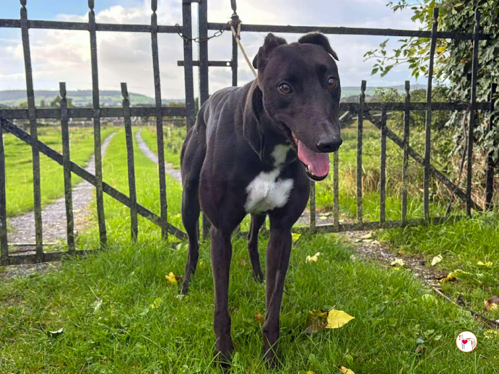 nina grey adozione 26