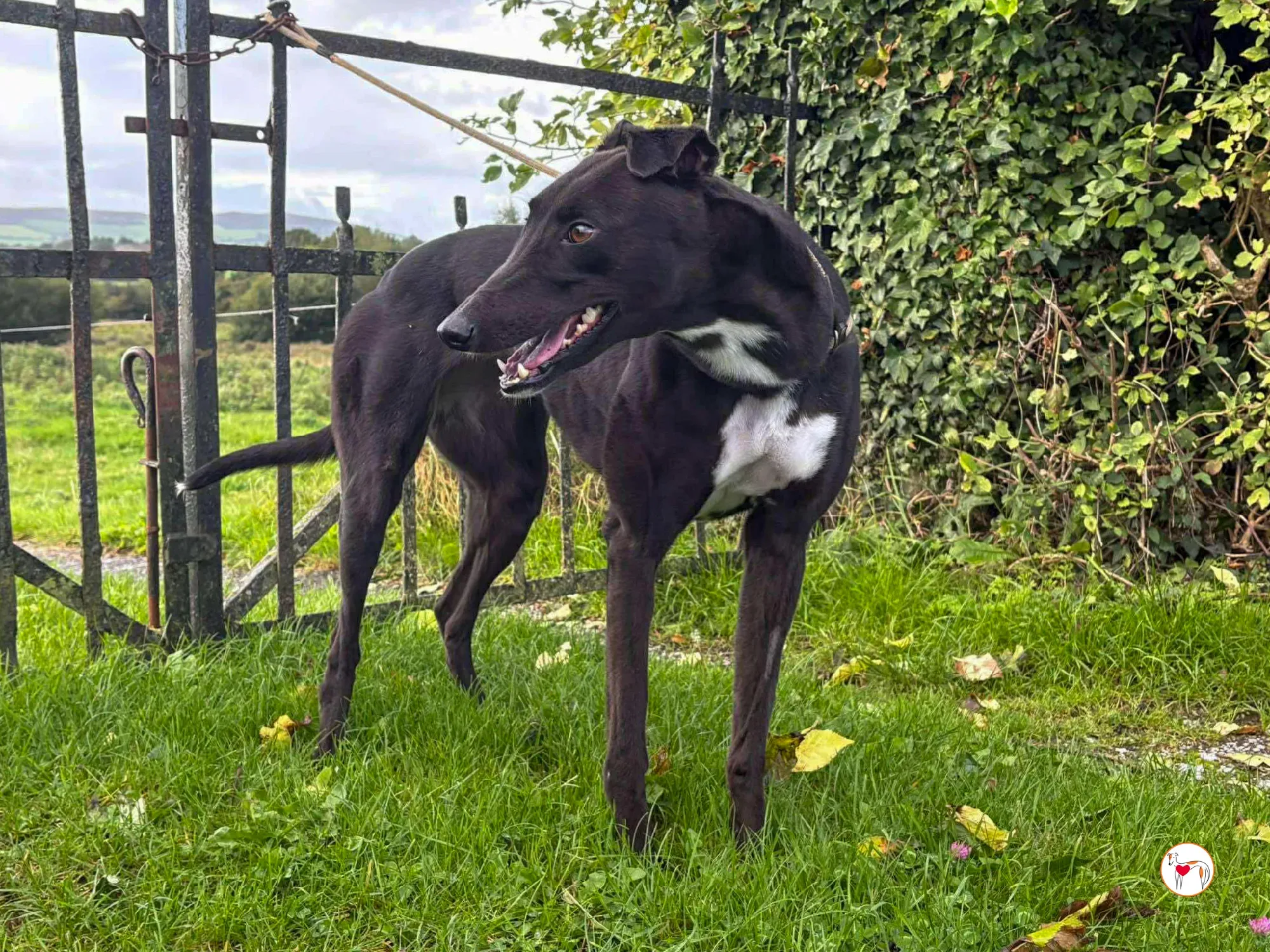 nina grey adozione 27