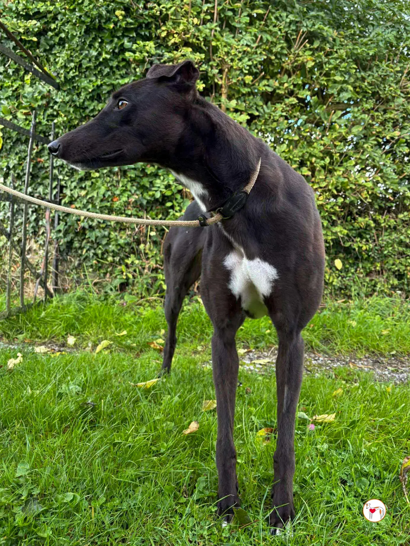 nina grey adozione 28