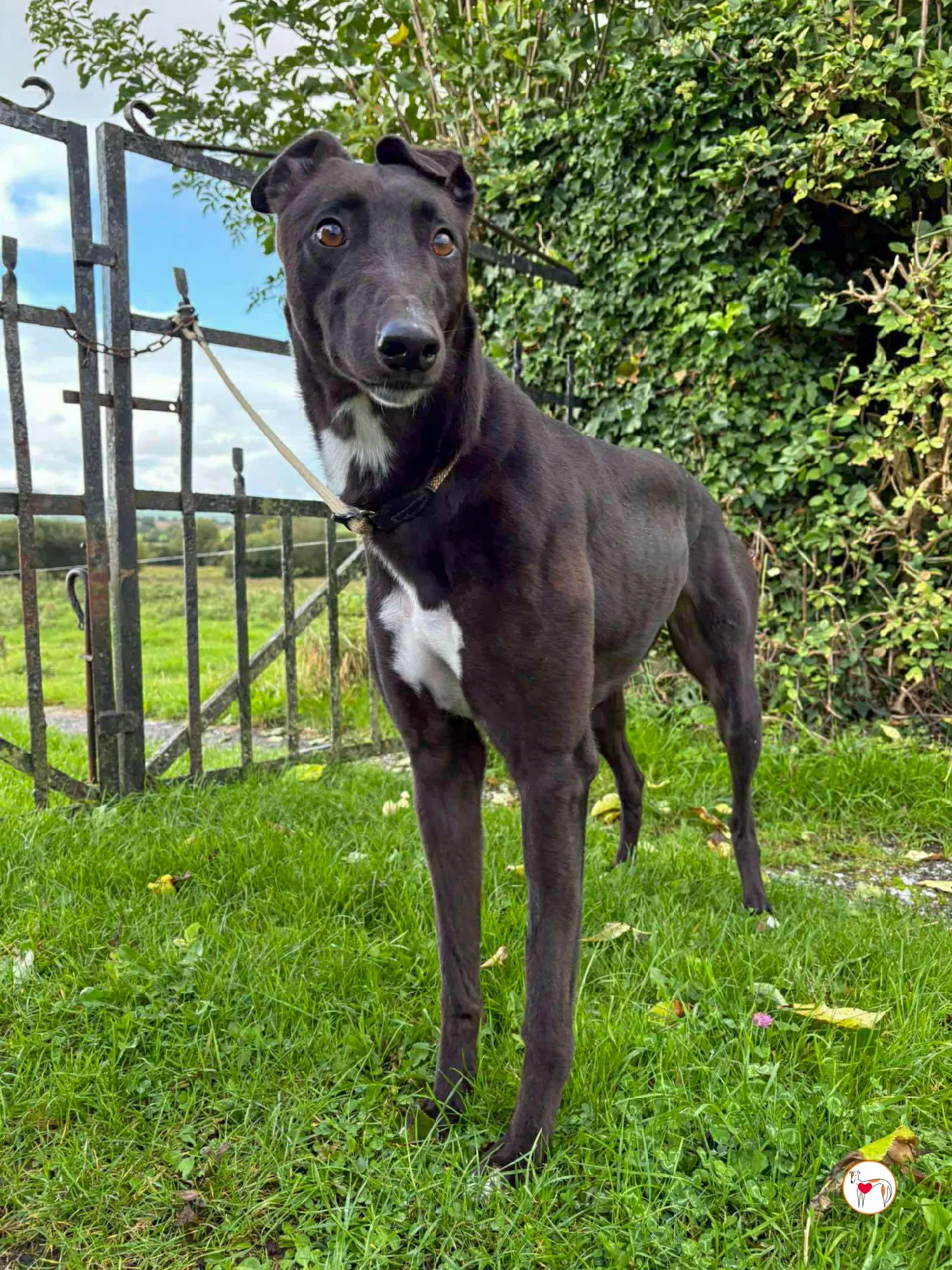 nina grey adozione 29