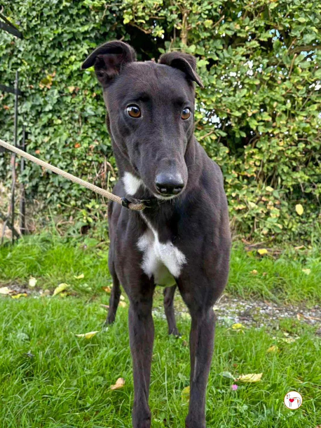 nina grey adozione 3