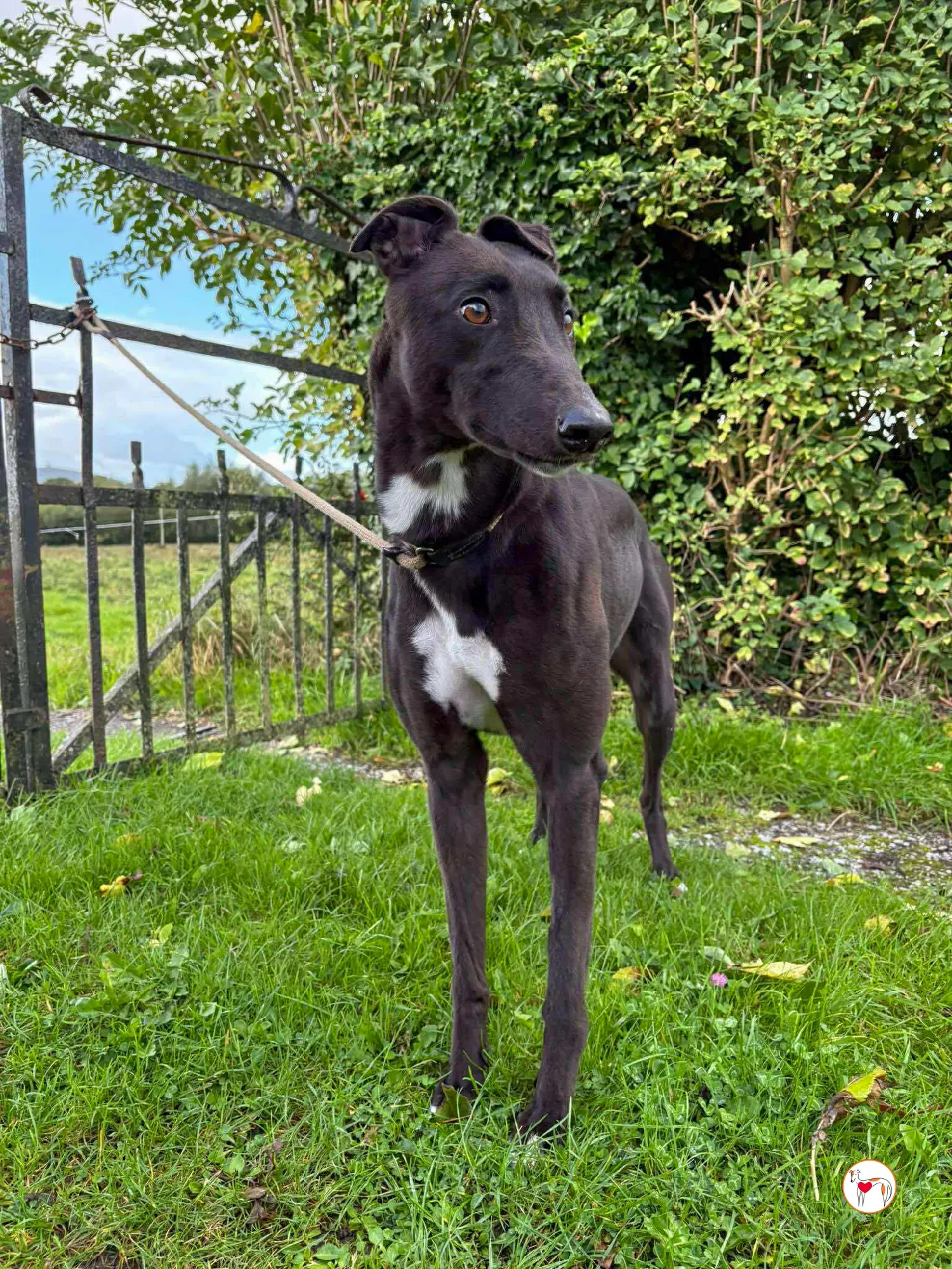 nina grey adozione 30