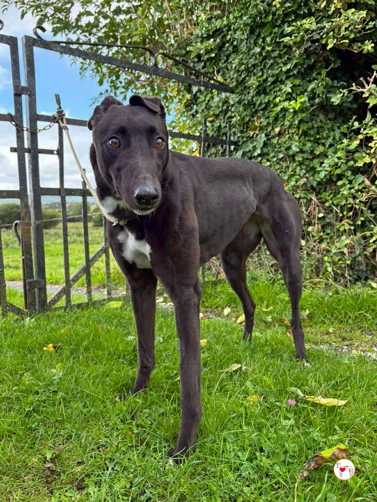 nina grey adozione 31