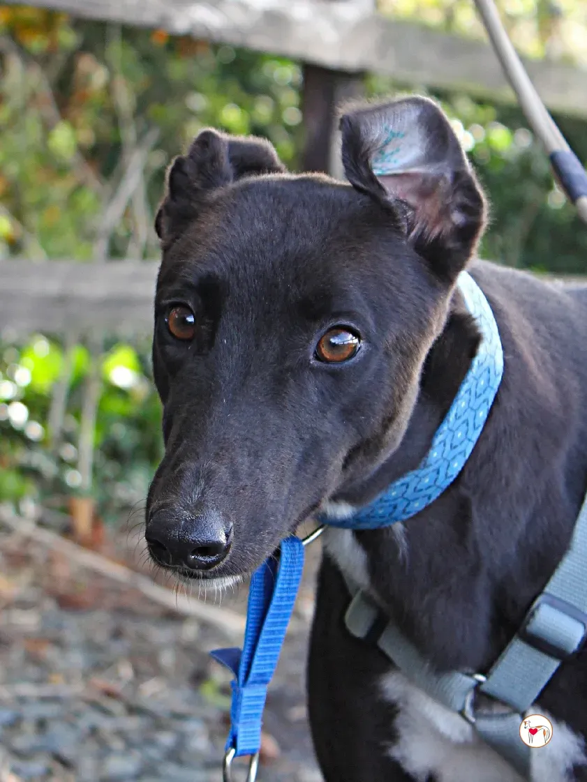 nina grey adozione 32