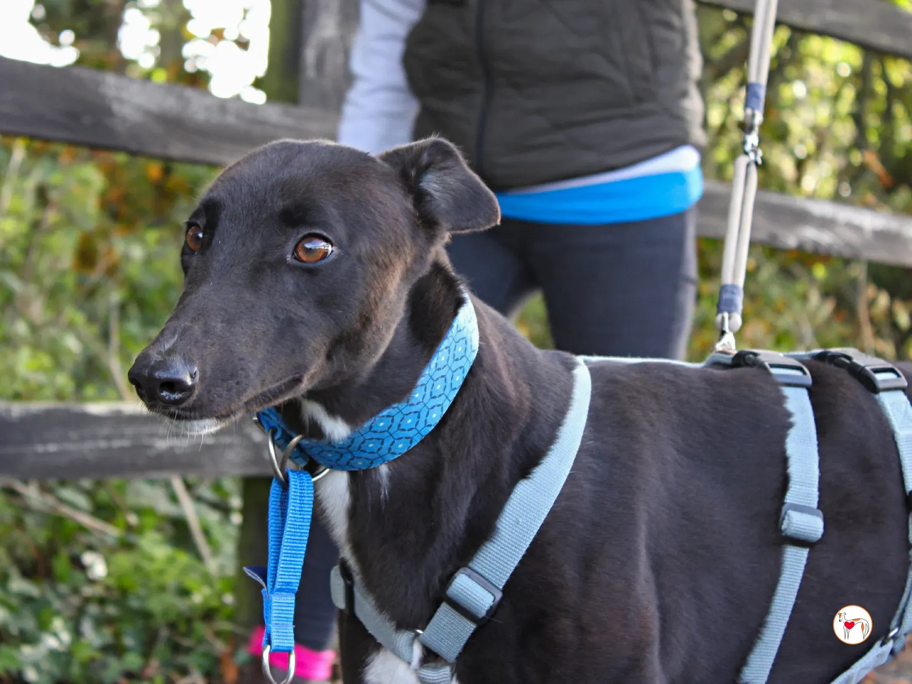 nina grey adozione 33