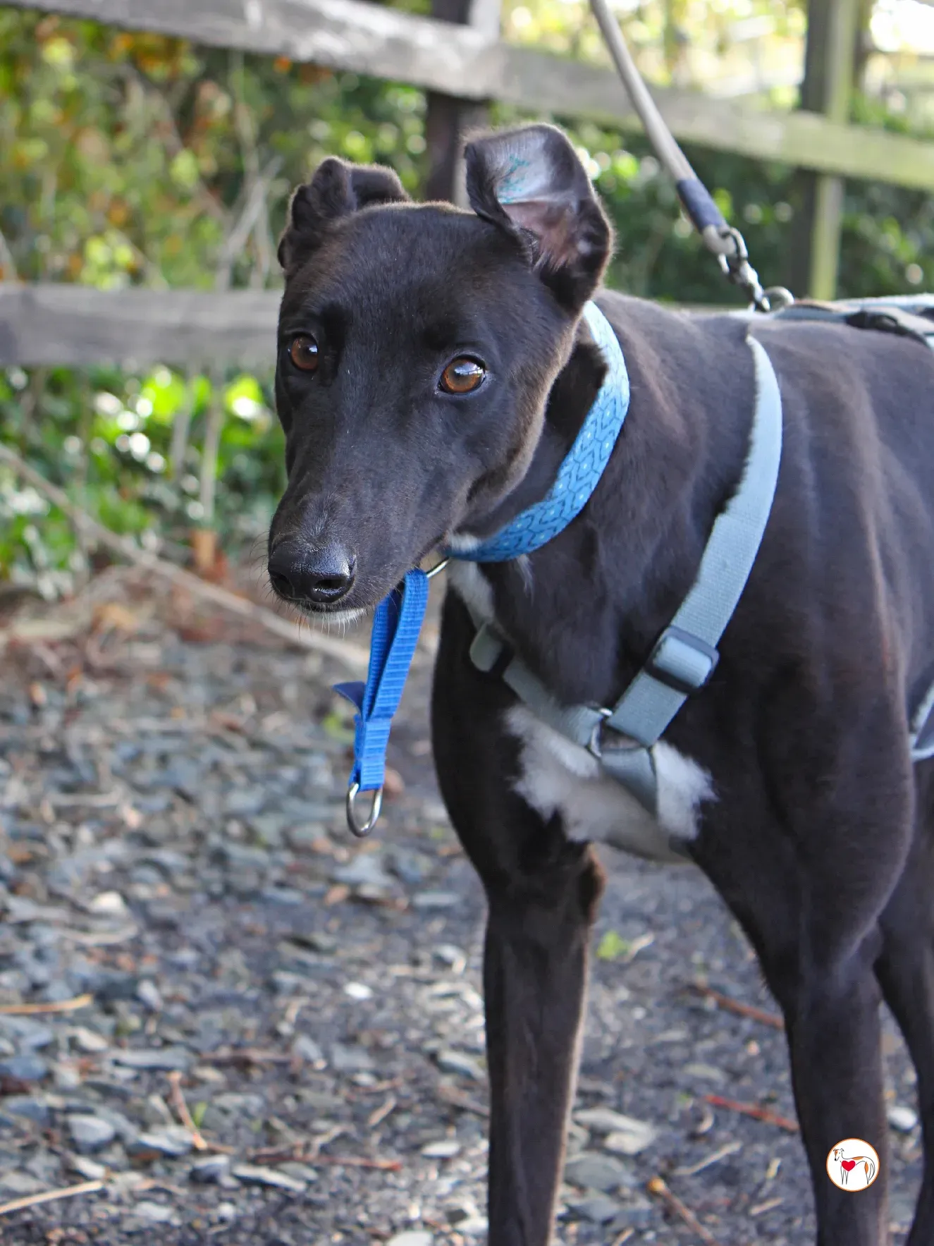 nina grey adozione 34