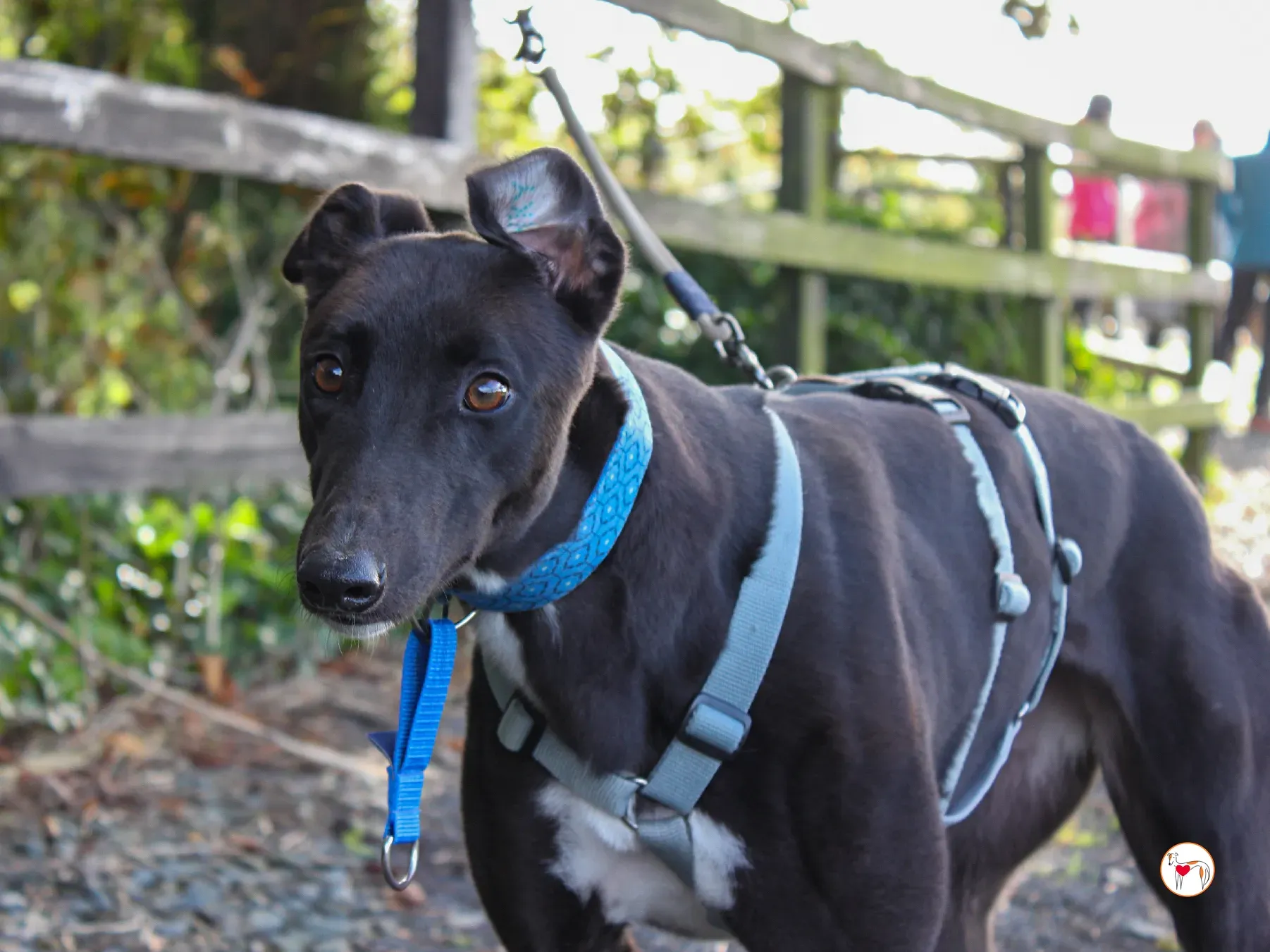 nina grey adozione 35