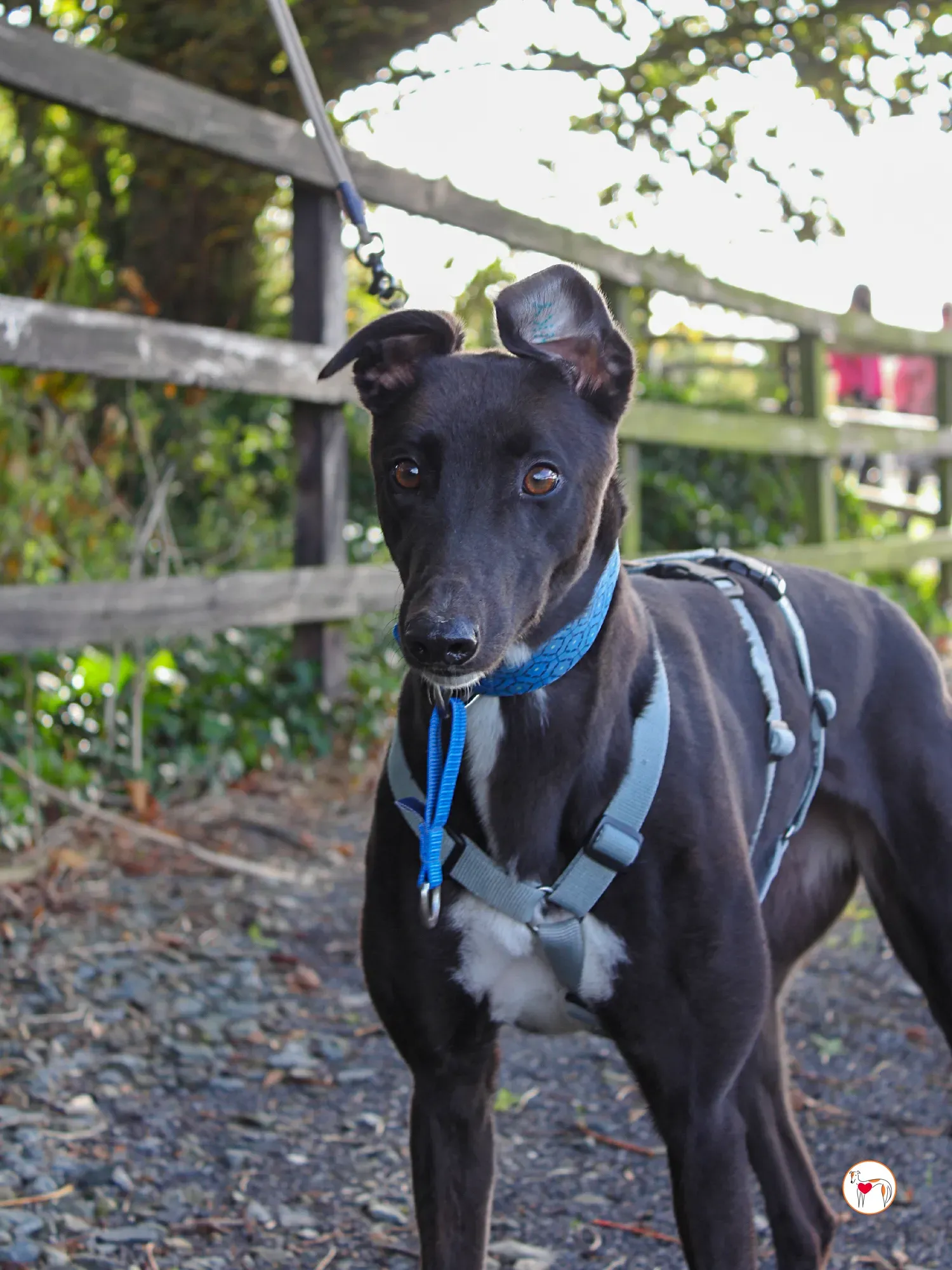 nina grey adozione 36