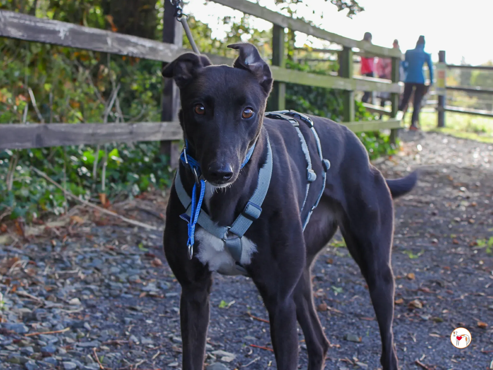 nina grey adozione 37