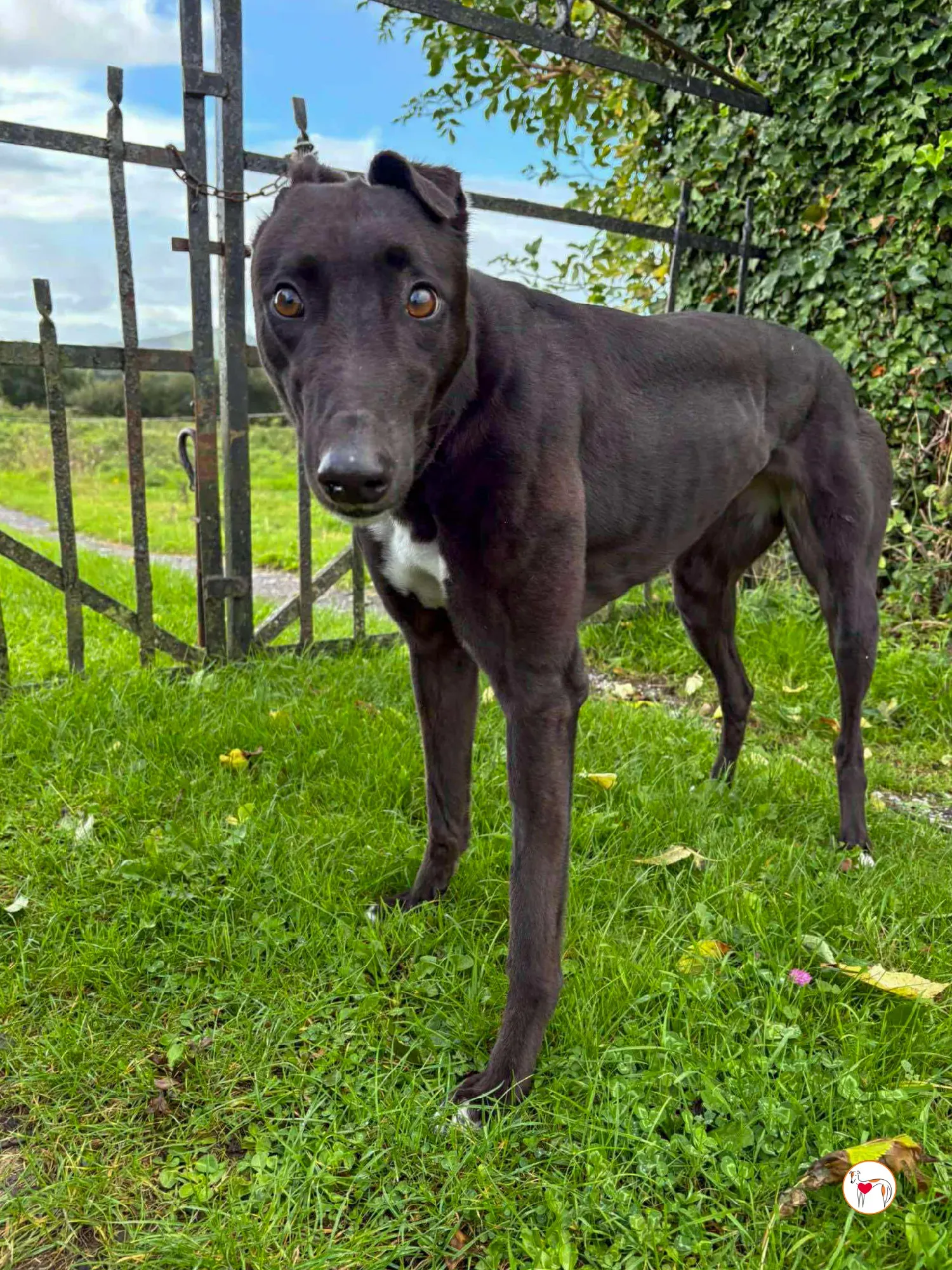 nina grey adozione 4