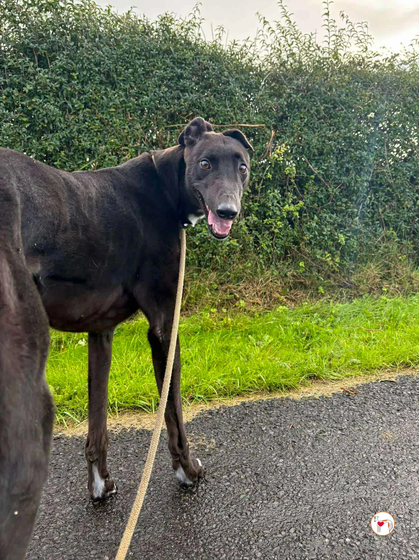 nina grey adozione 5