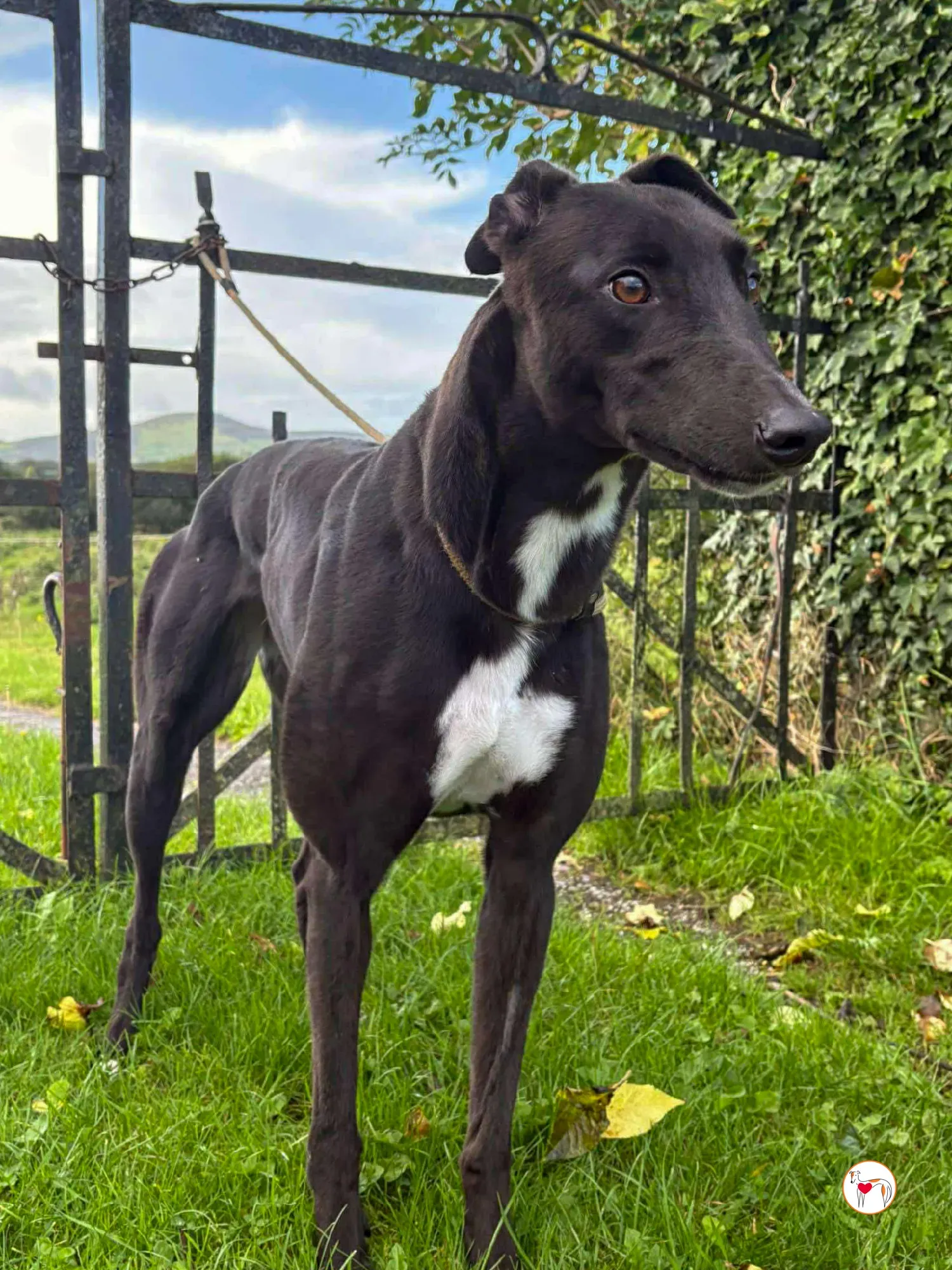 nina grey adozione 6