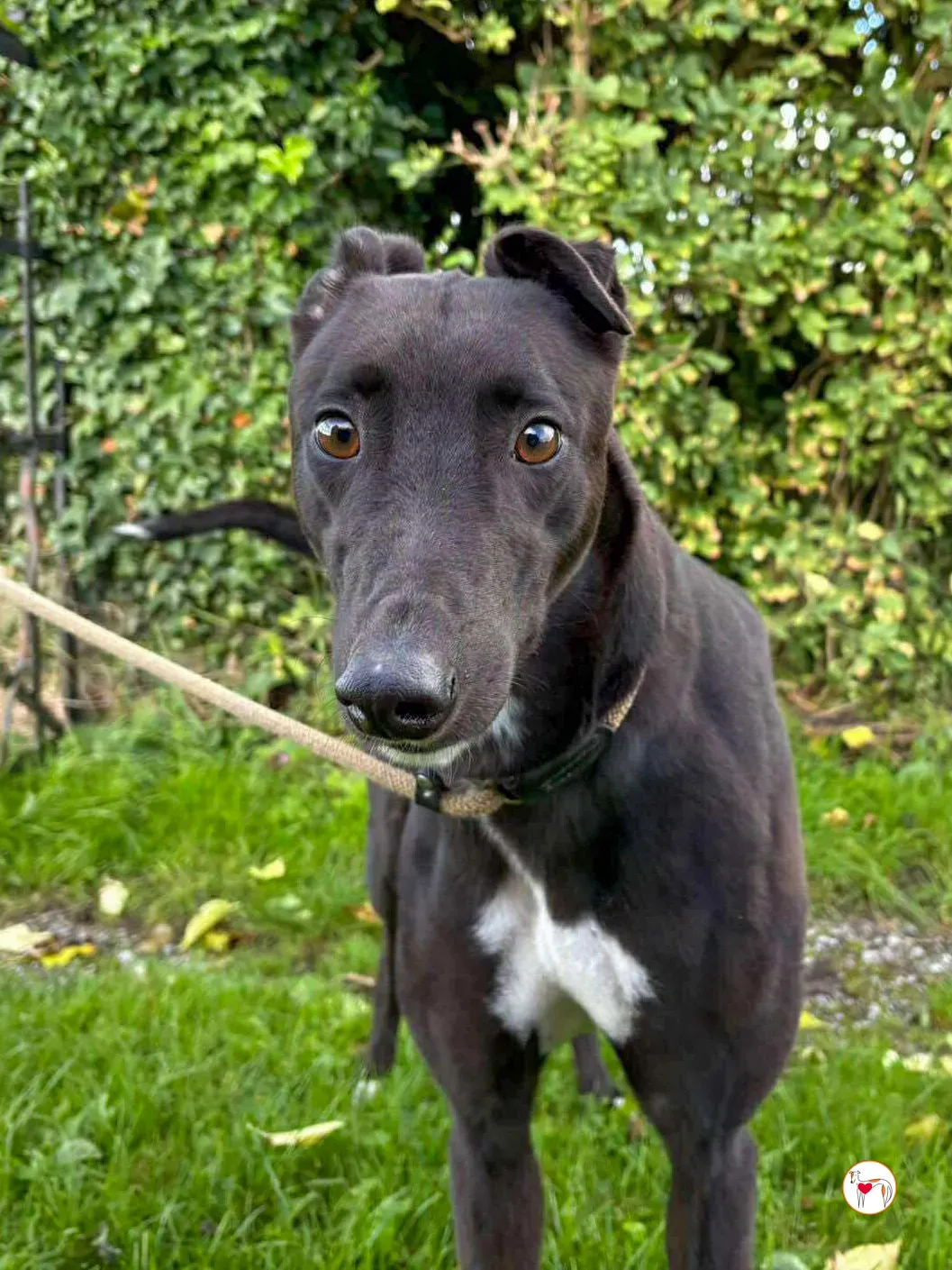 nina grey adozione 7