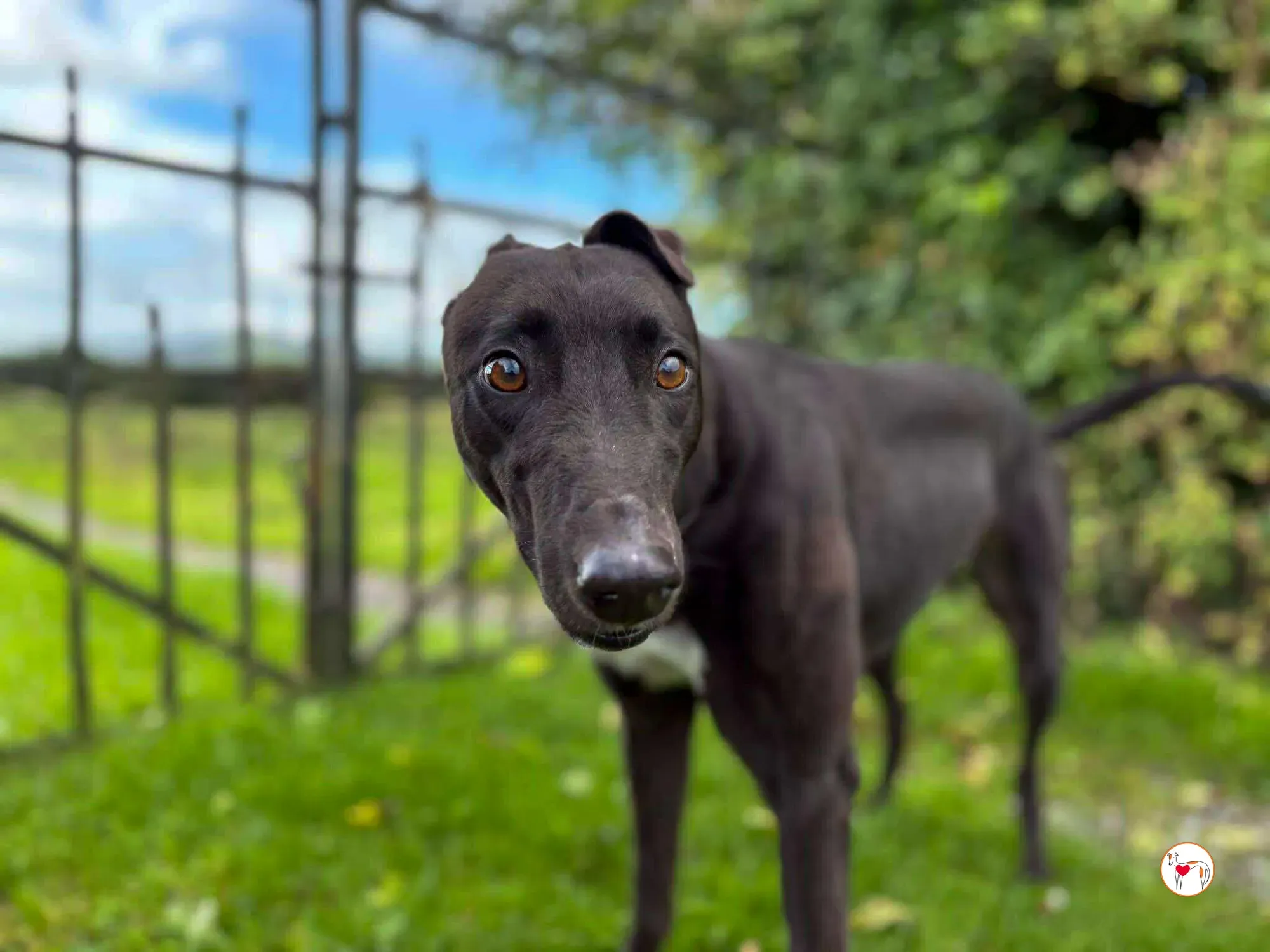 nina grey adozione 8