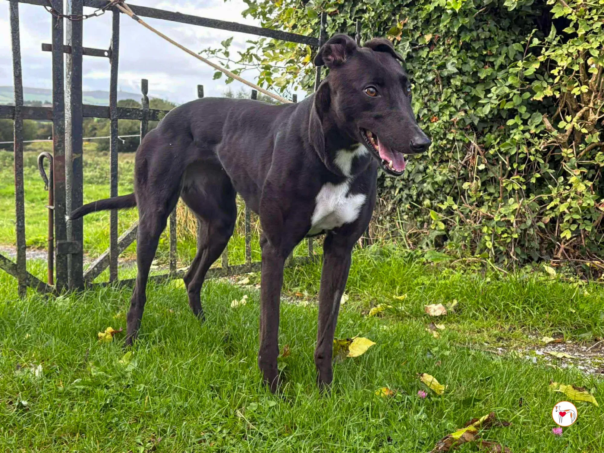 nina grey adozione 9