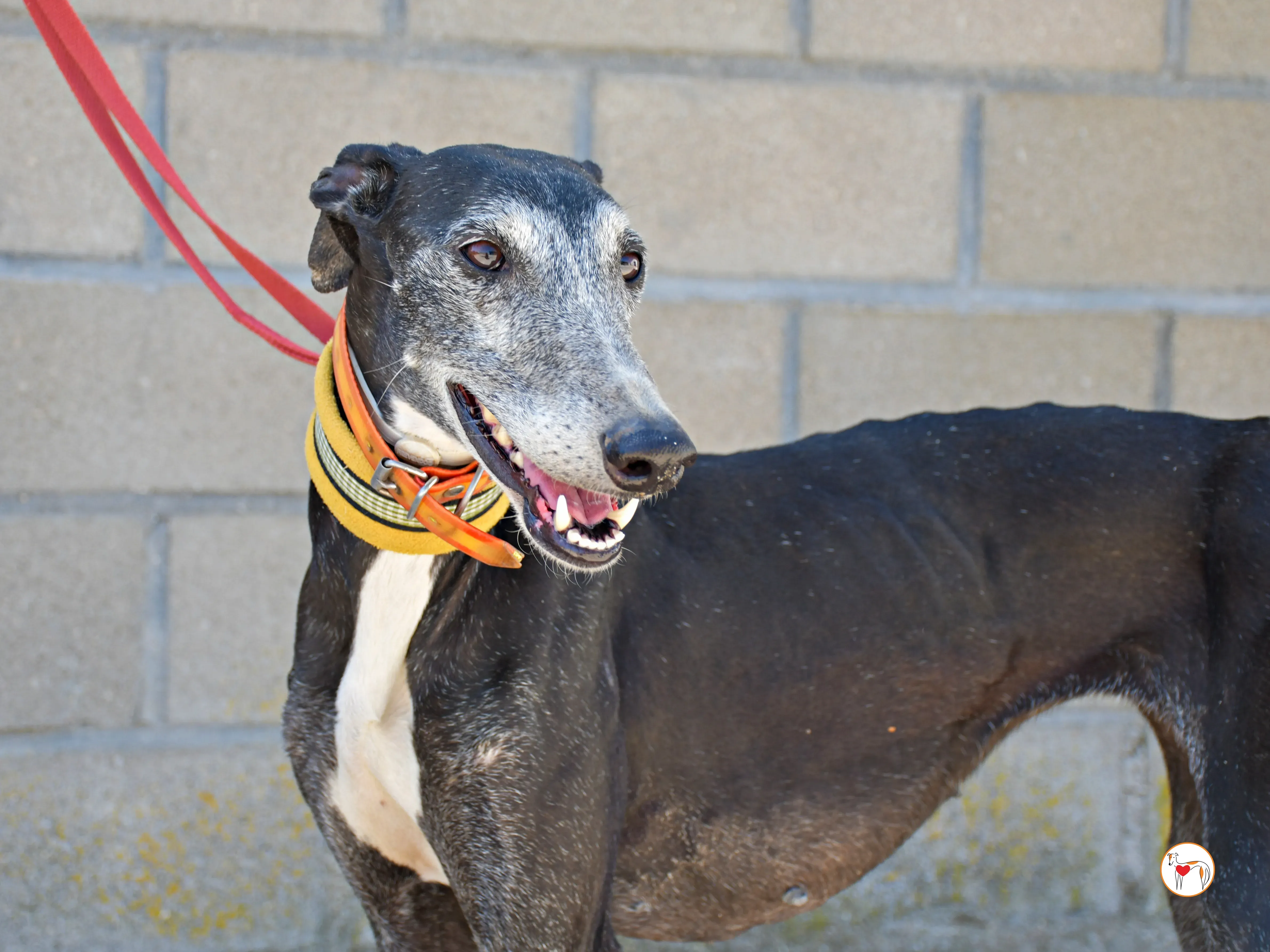 nix galgo adozione 01