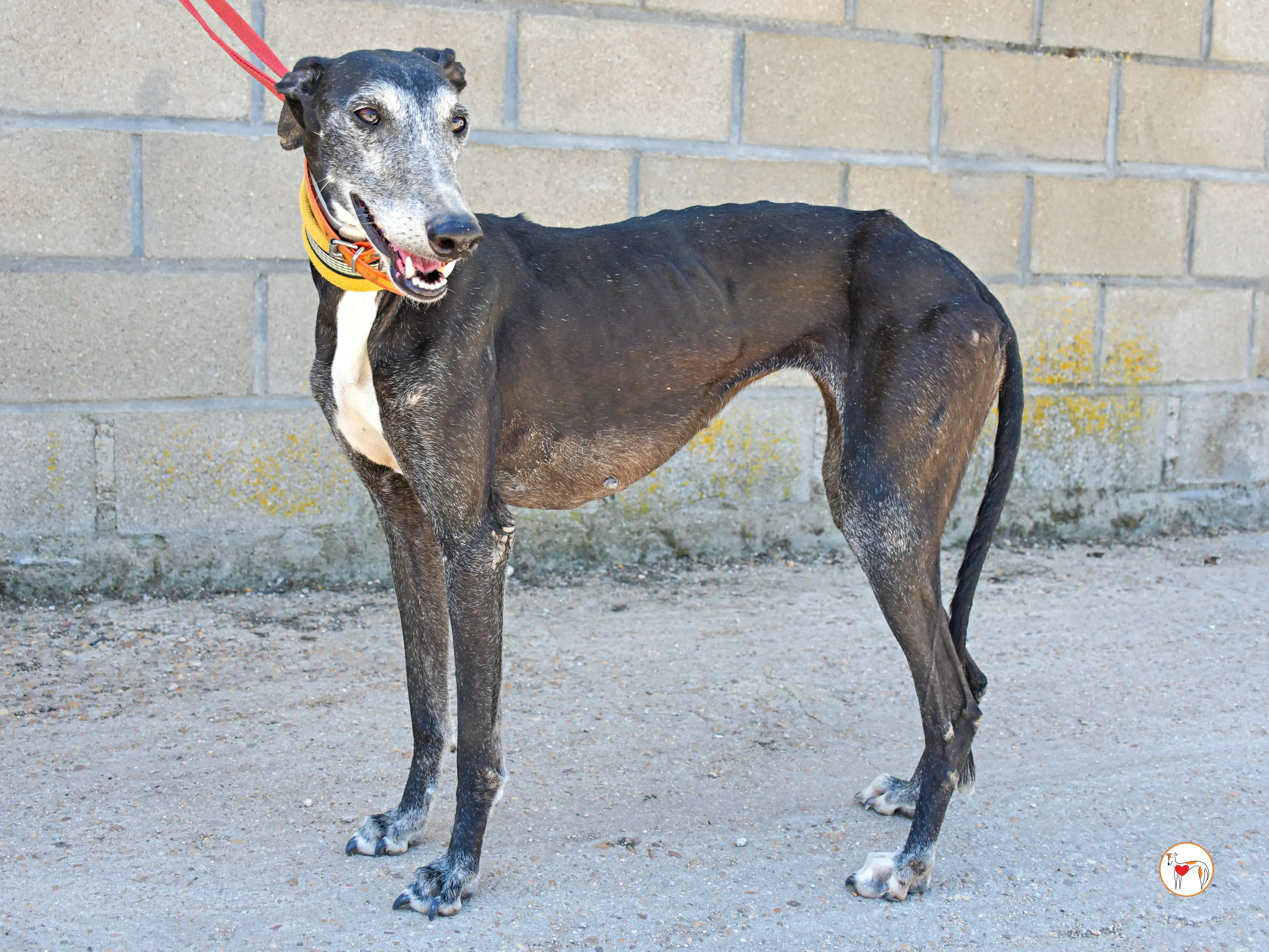 nix galgo adozione 02