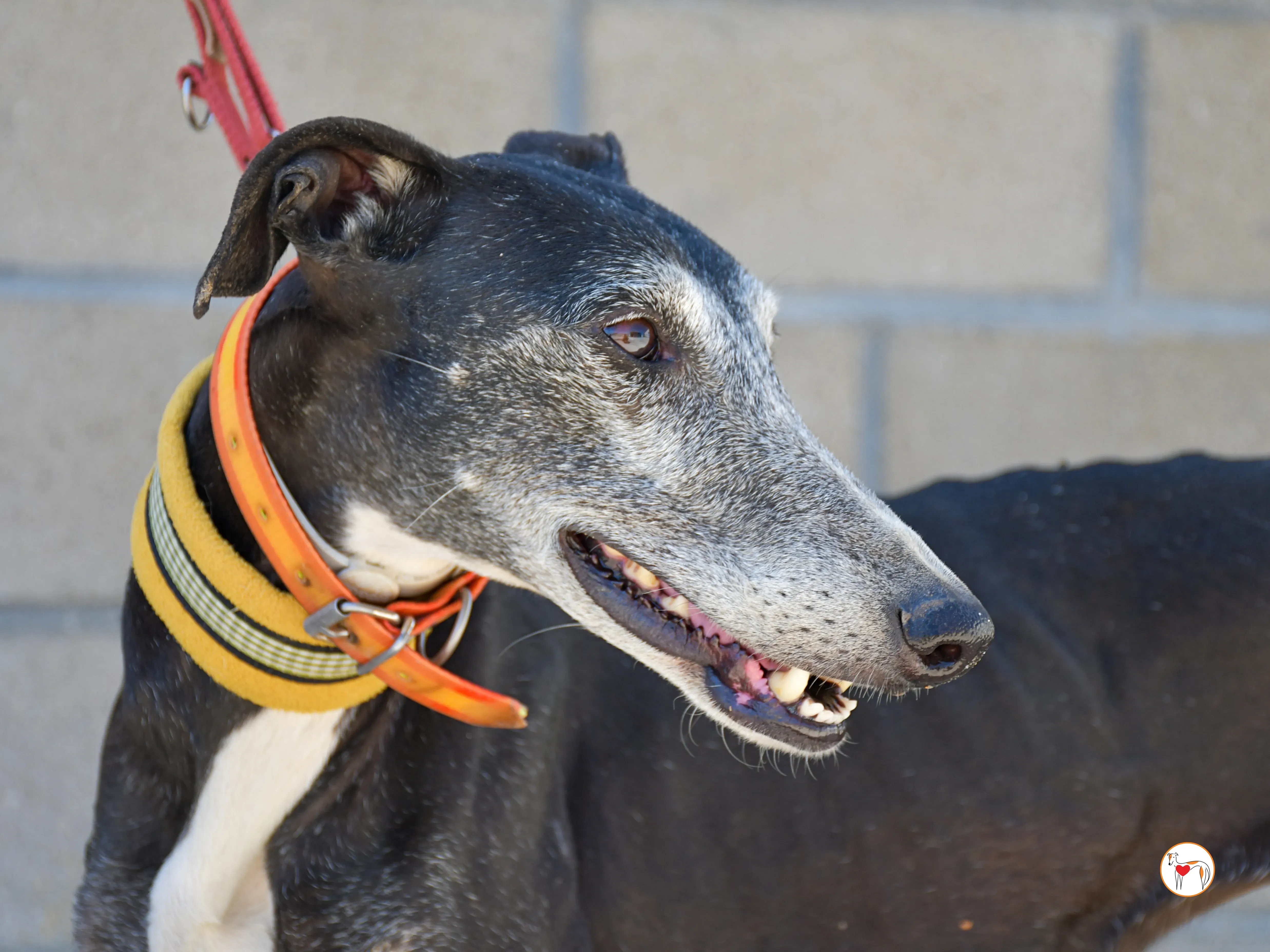 nix galgo adozione 03