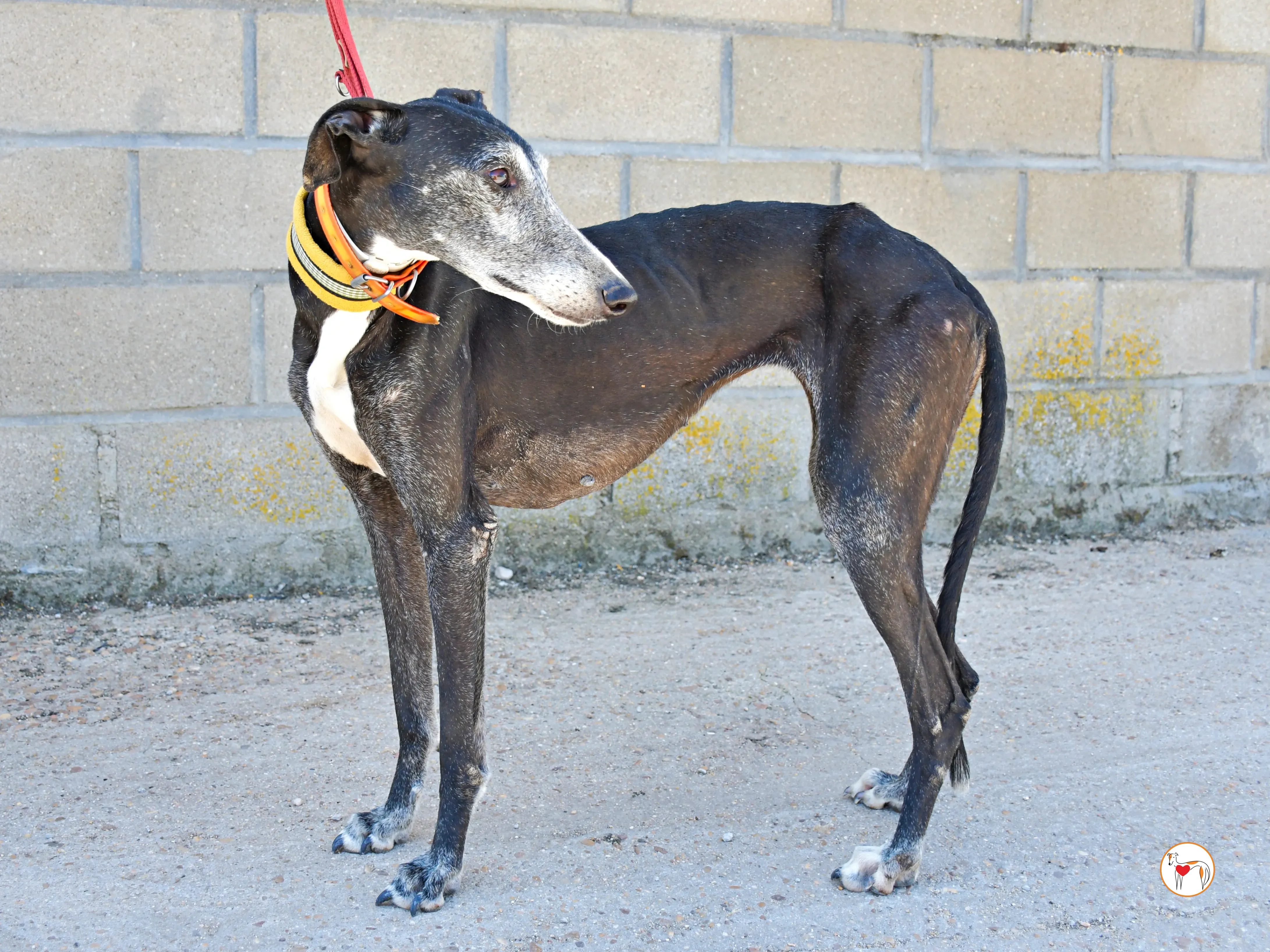 nix galgo adozione 04