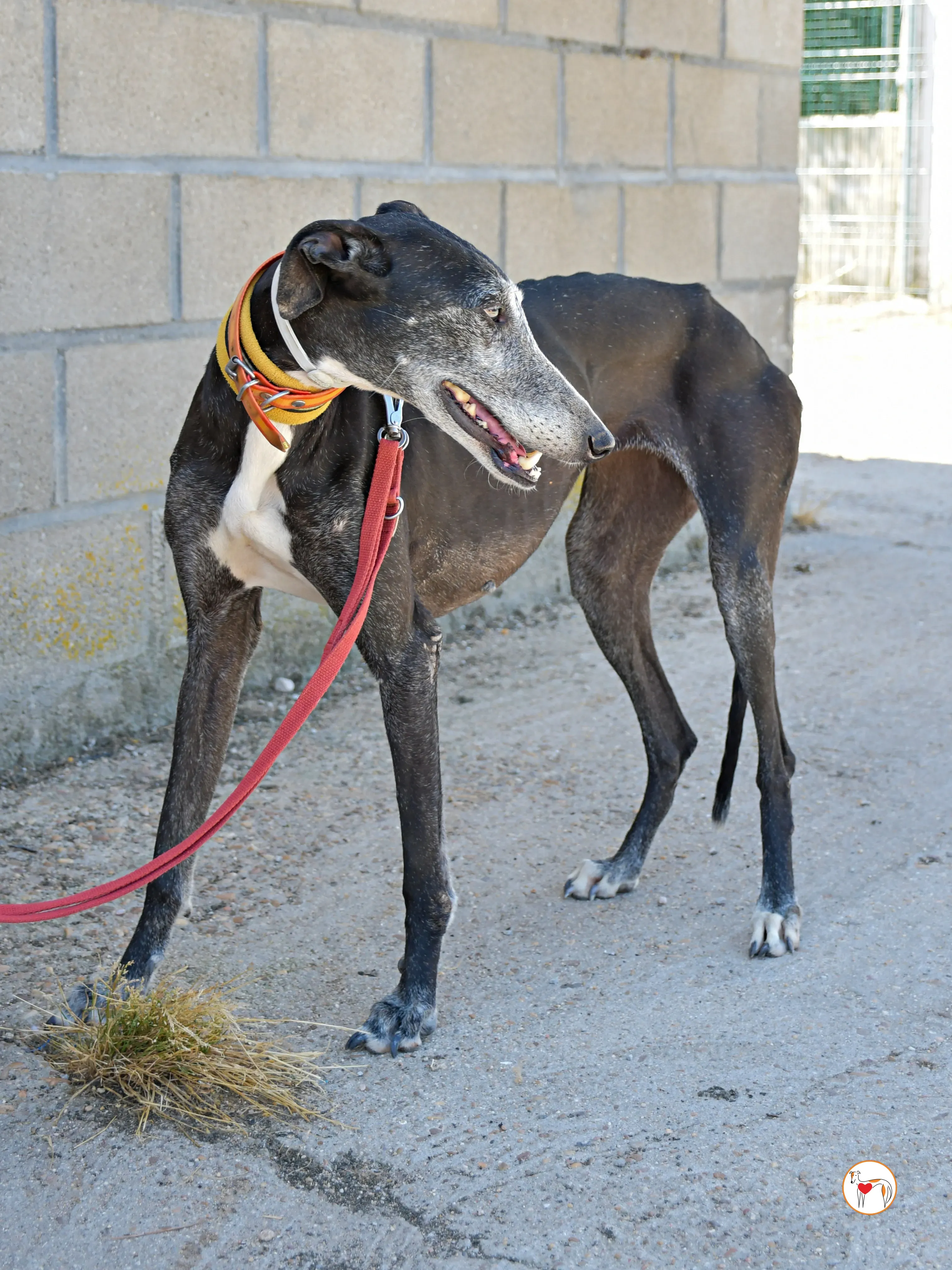 nix galgo adozione 05