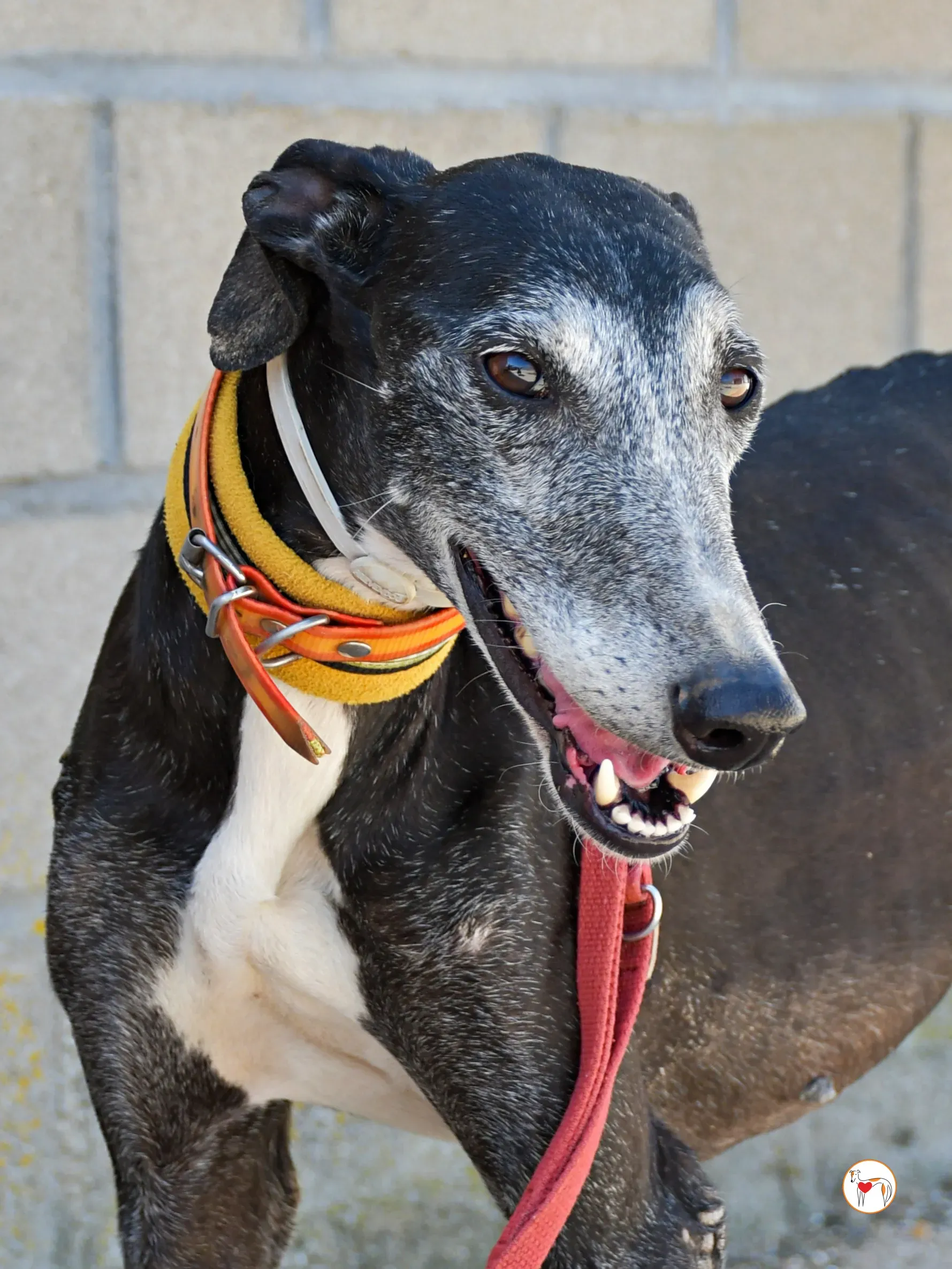 nix galgo adozione 06