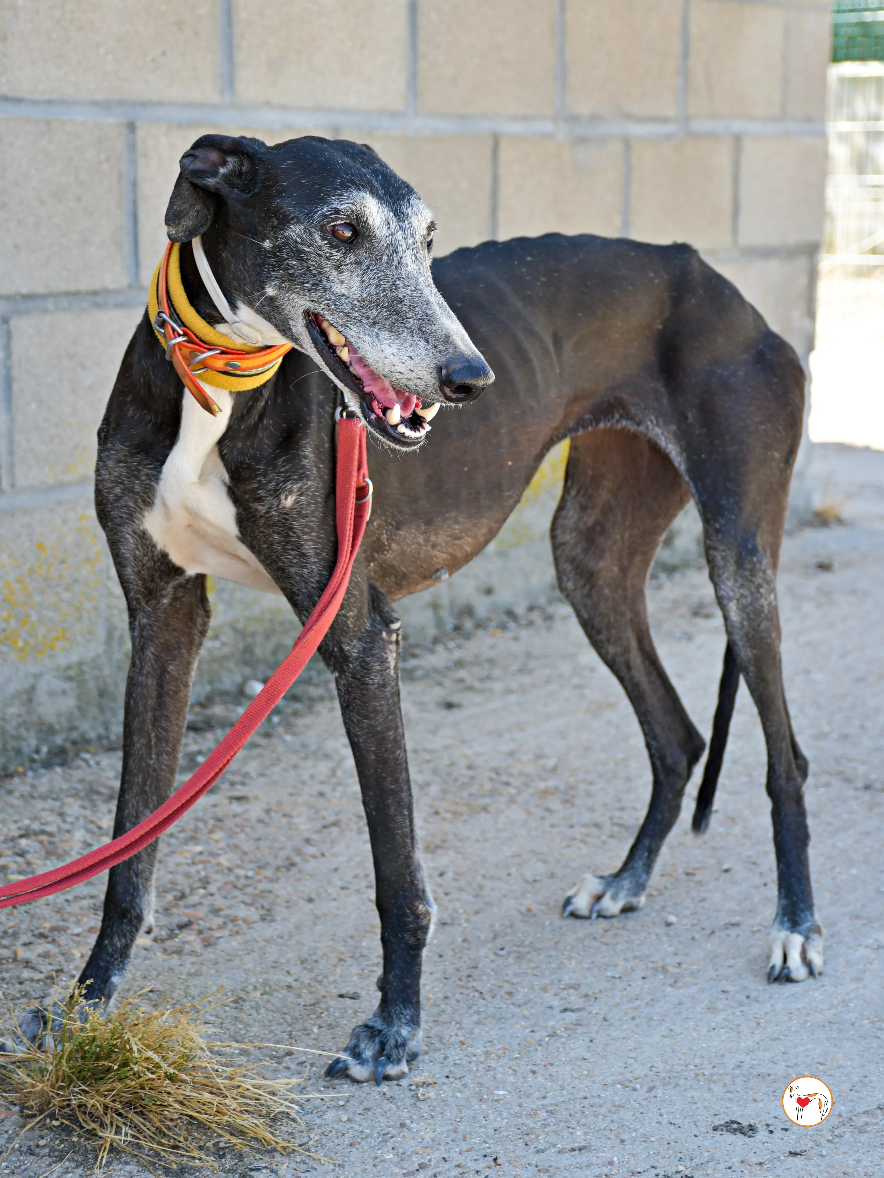 nix galgo adozione 07