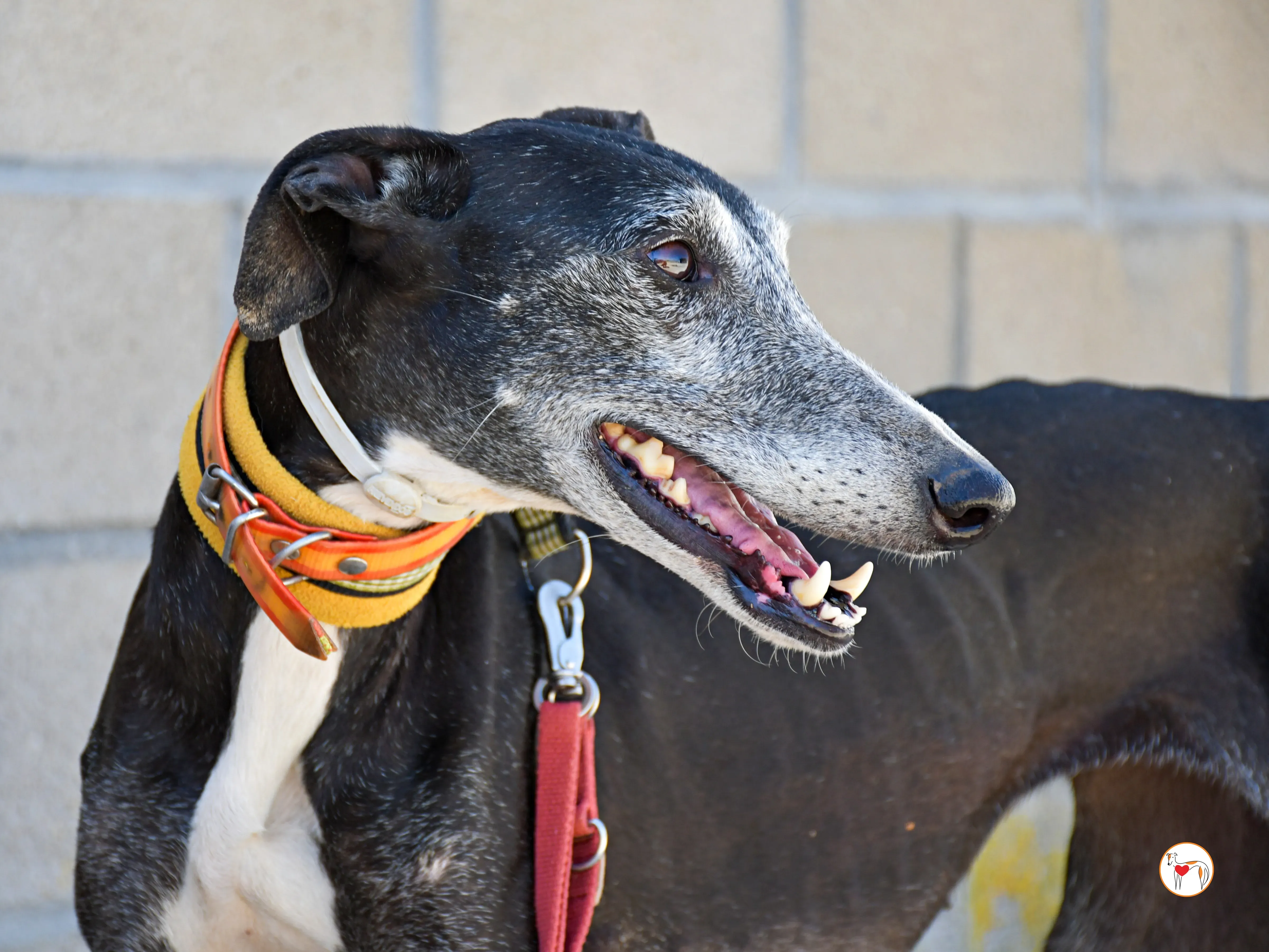 nix galgo adozione 08