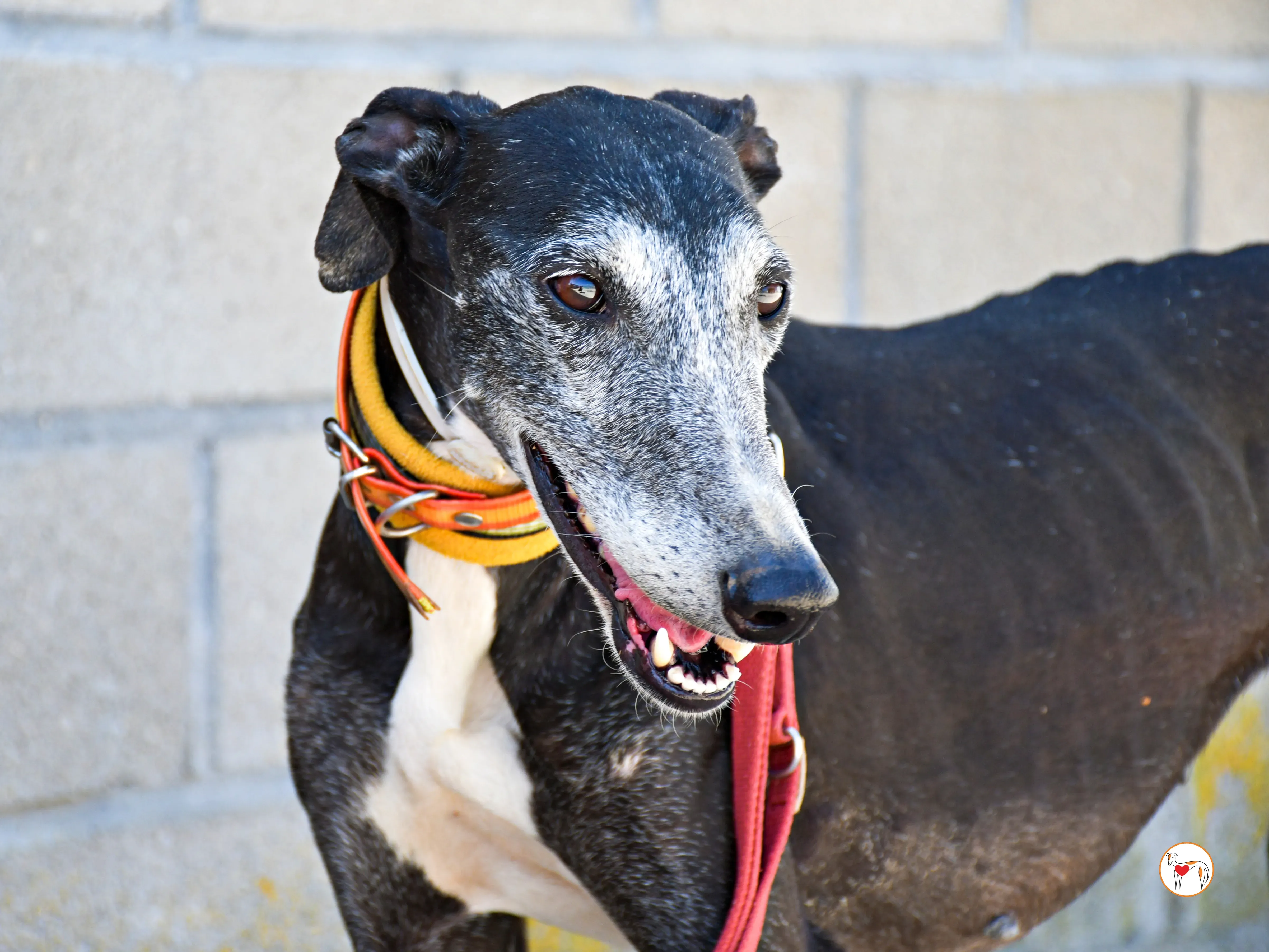 nix galgo adozione 09