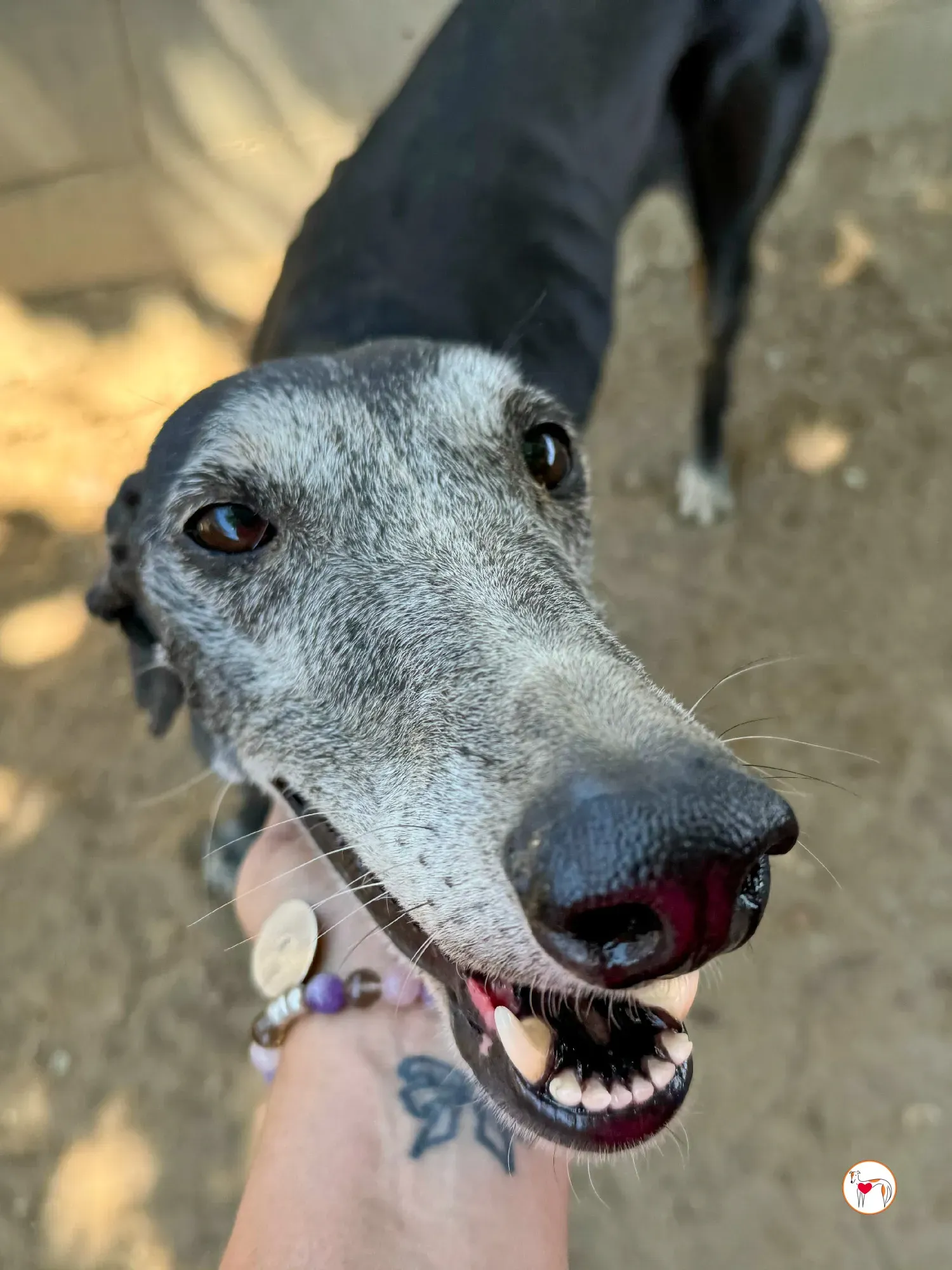 nix galgo adozione 10