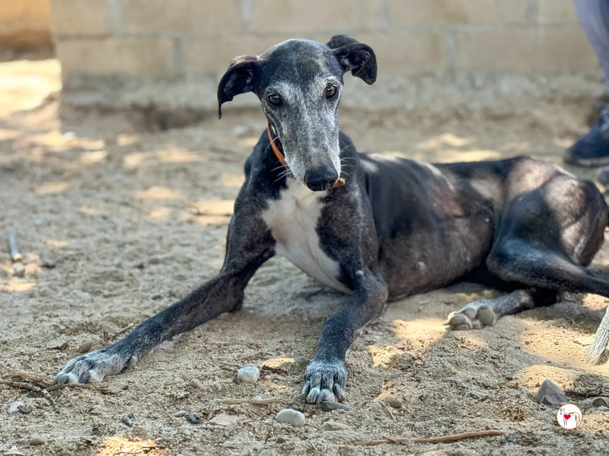 nix galgo adozione 11