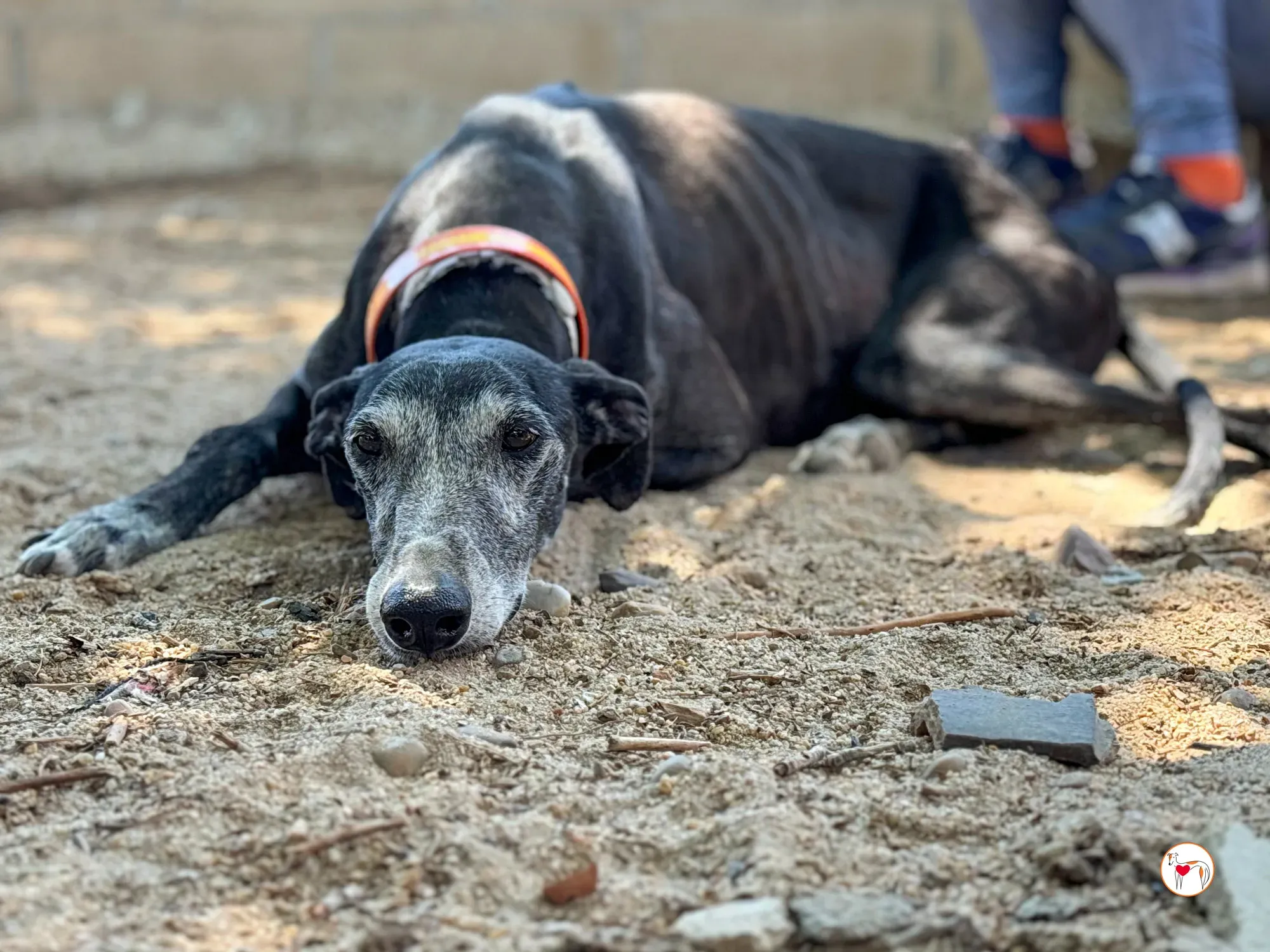 nix galgo adozione 12