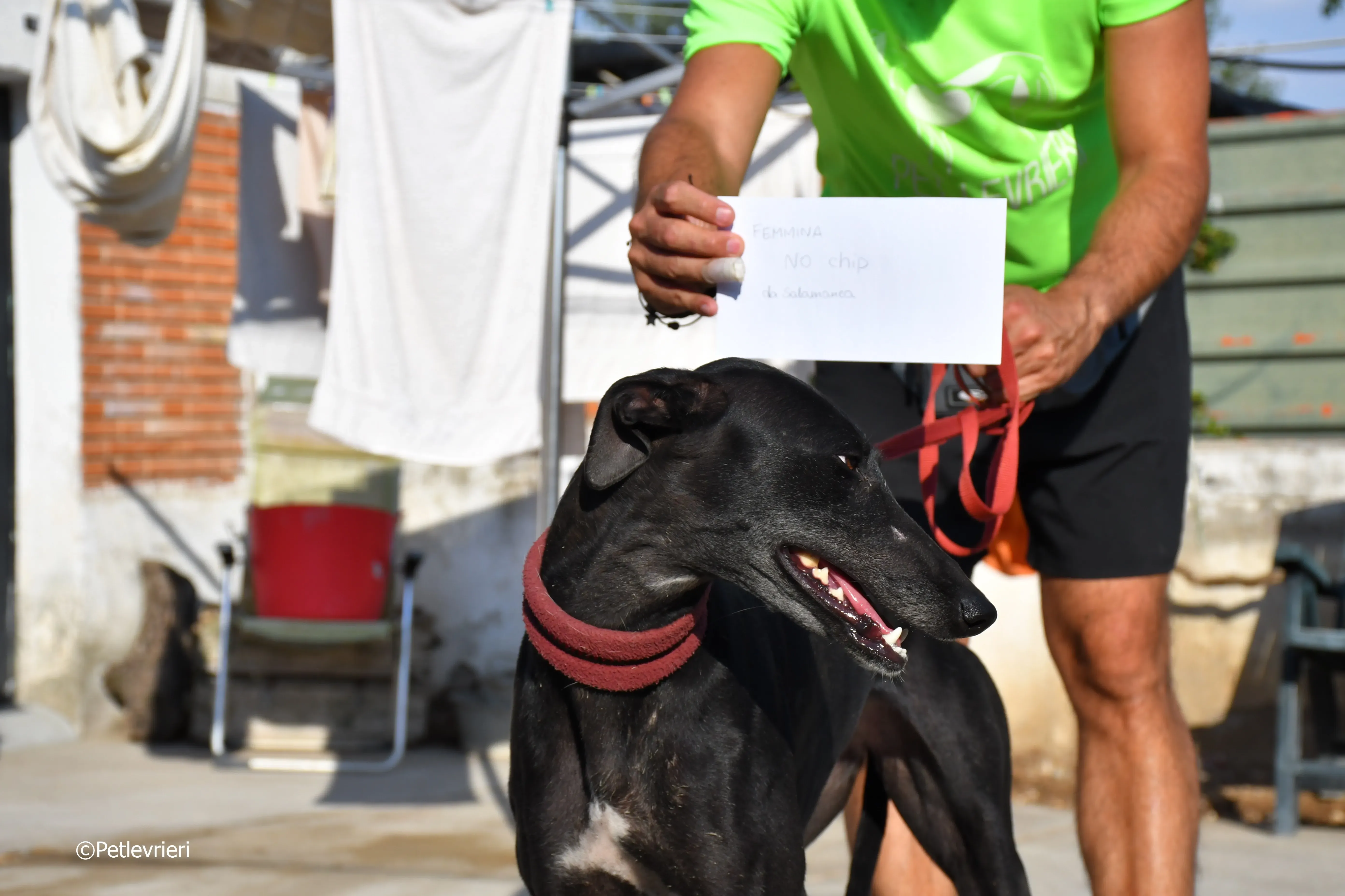 no name Cobie adozione levrieri galgo 1