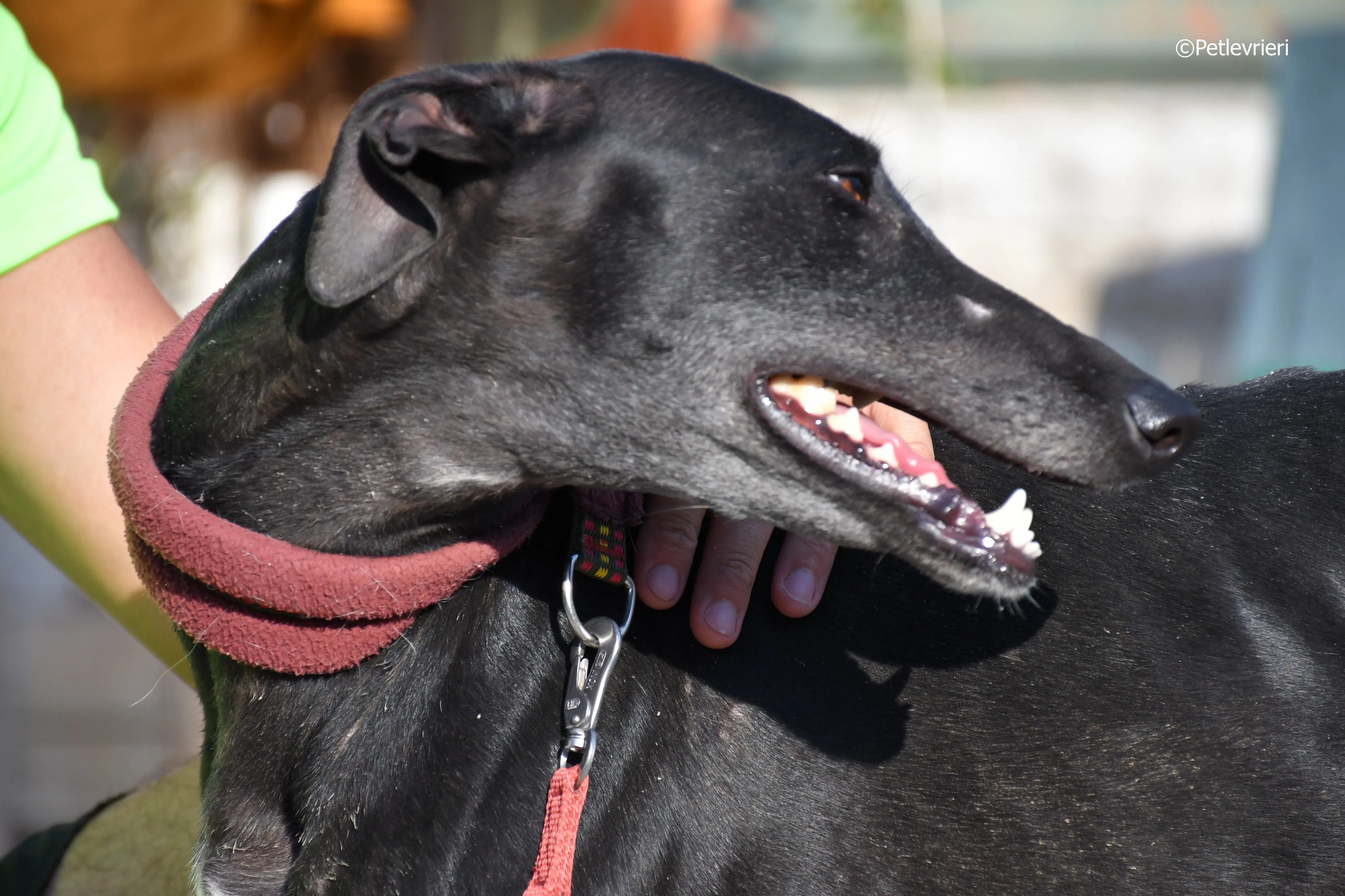 no name Cobie adozione levrieri galgo 10