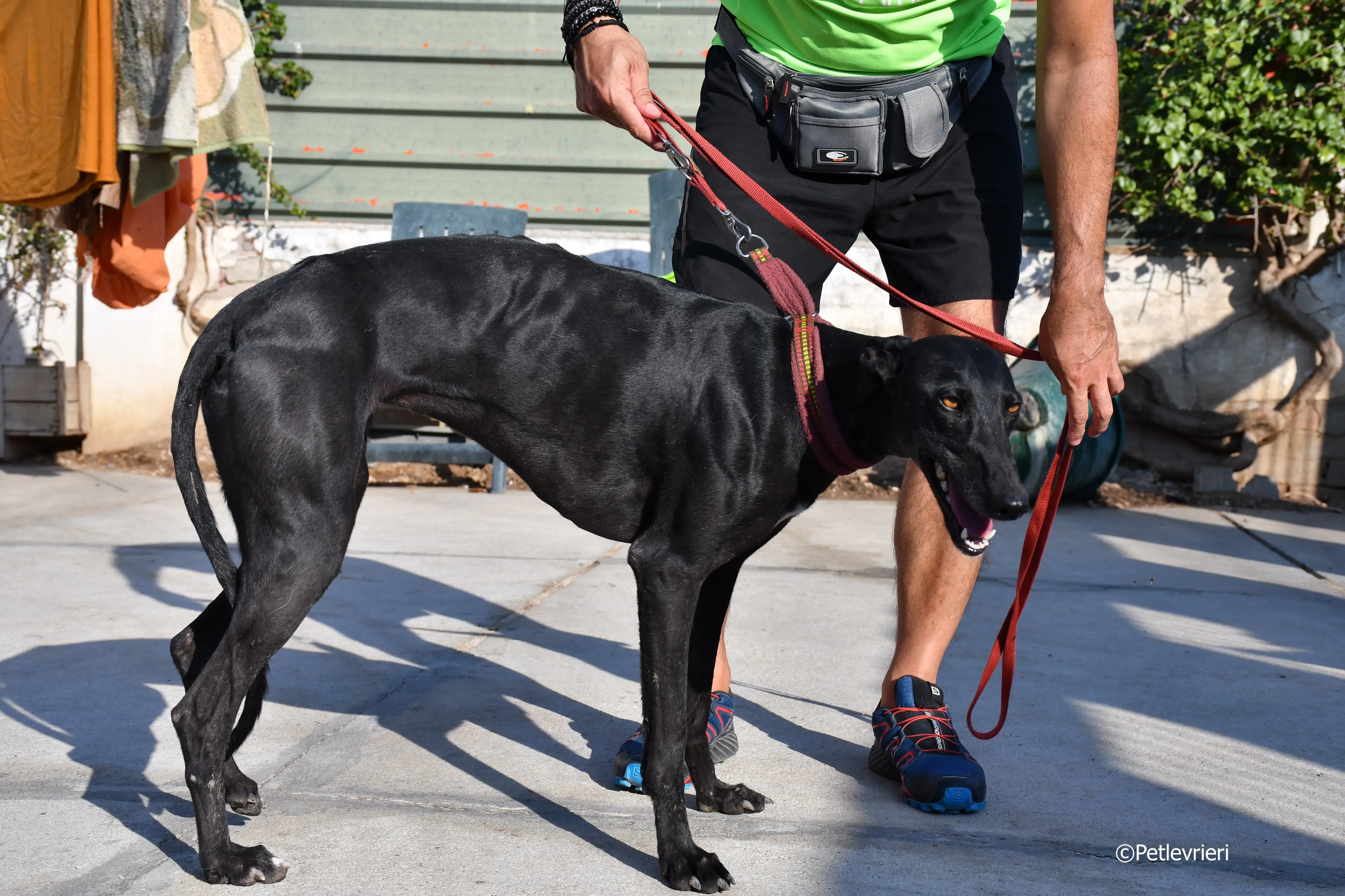 no name Cobie adozione levrieri galgo 11