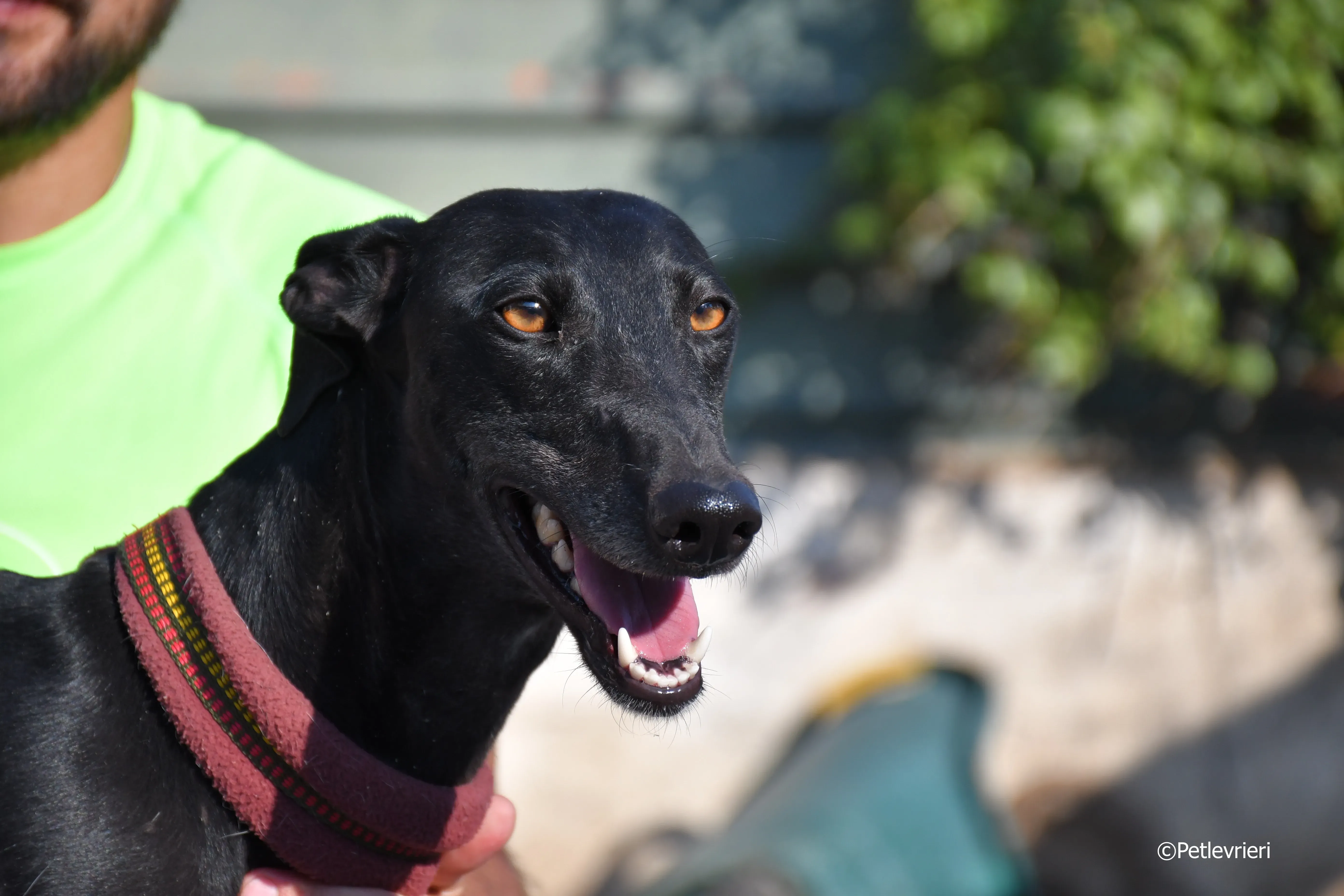 no name Cobie adozione levrieri galgo 12