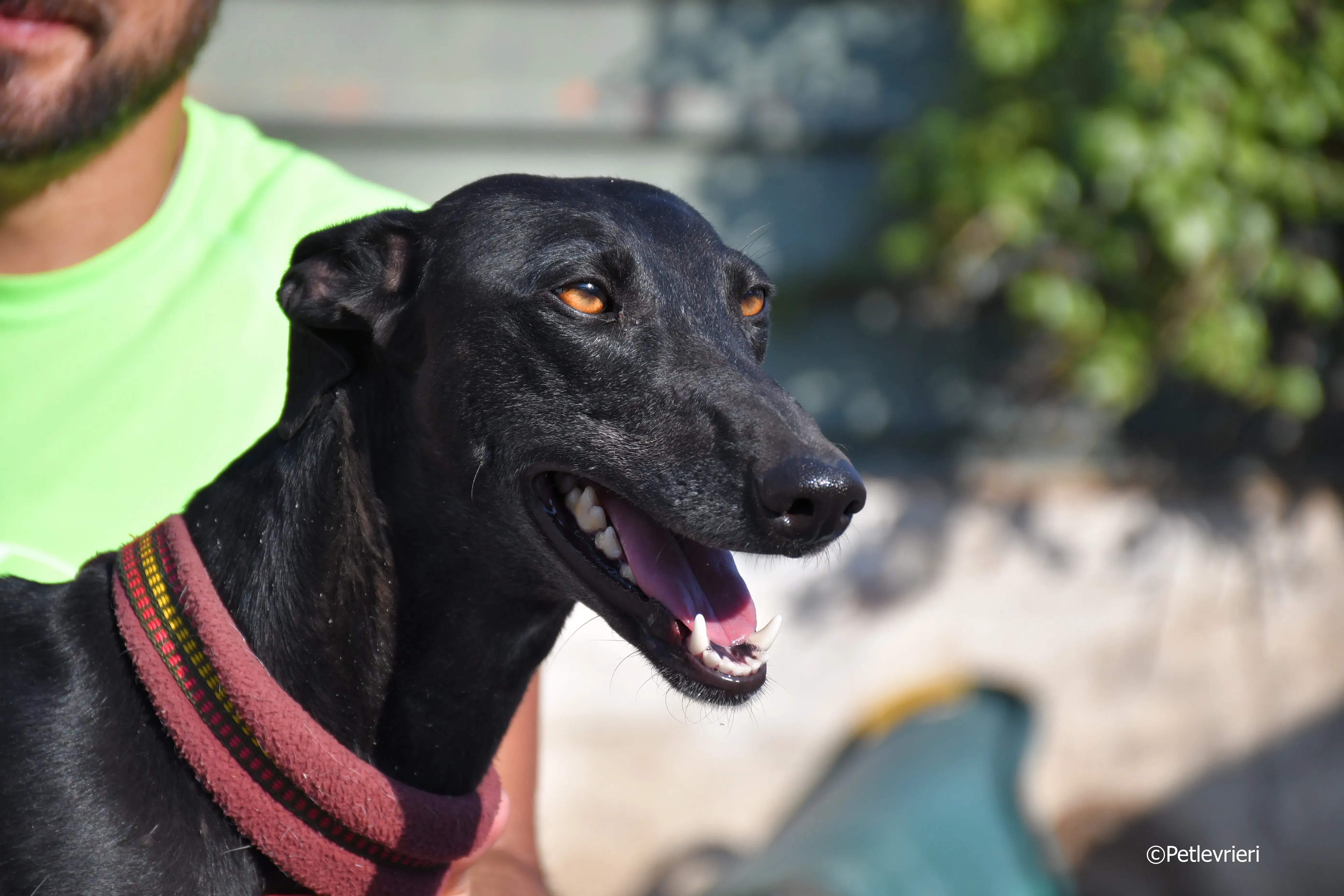 no name Cobie adozione levrieri galgo 13