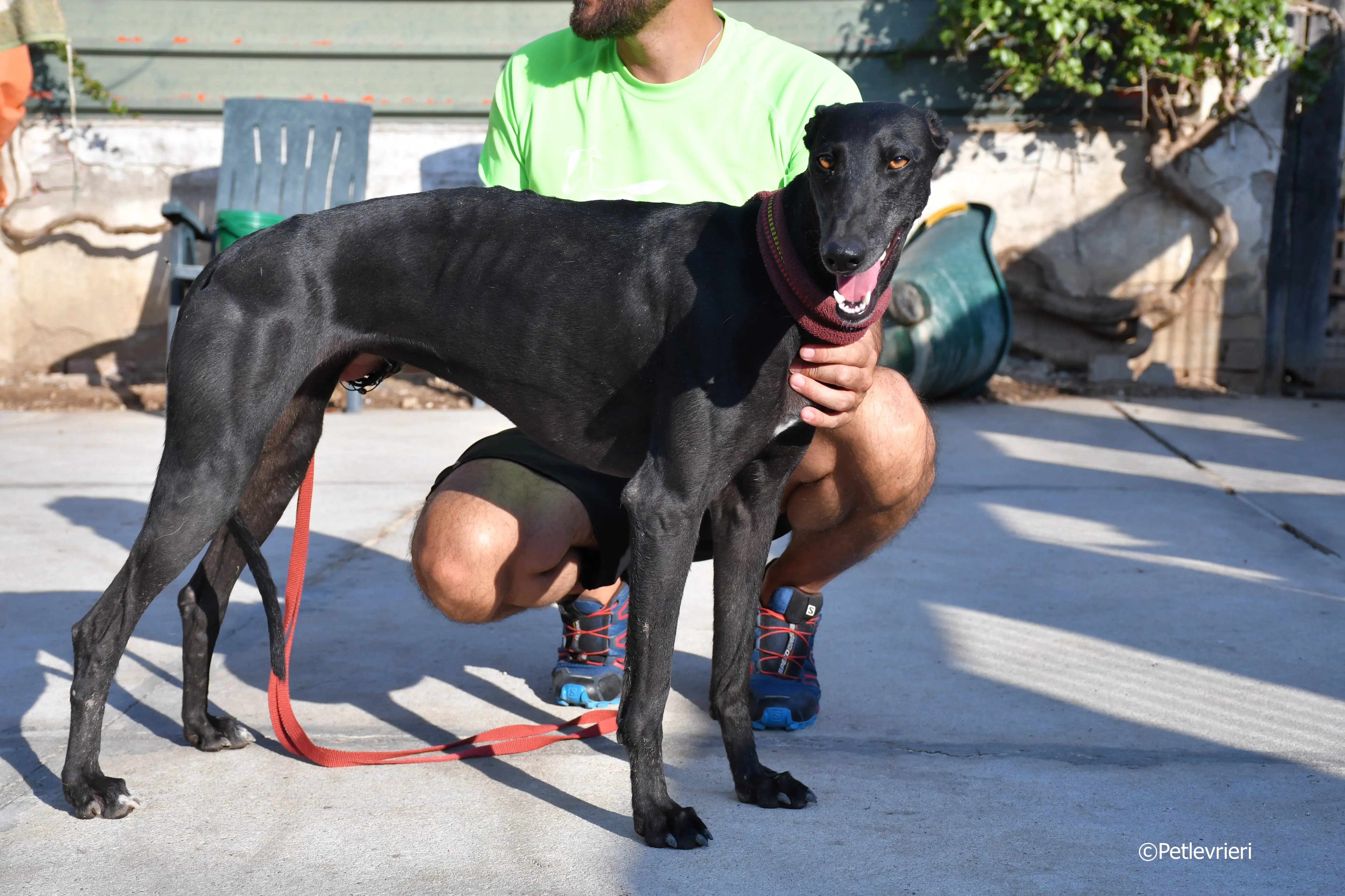 no name Cobie adozione levrieri galgo 14