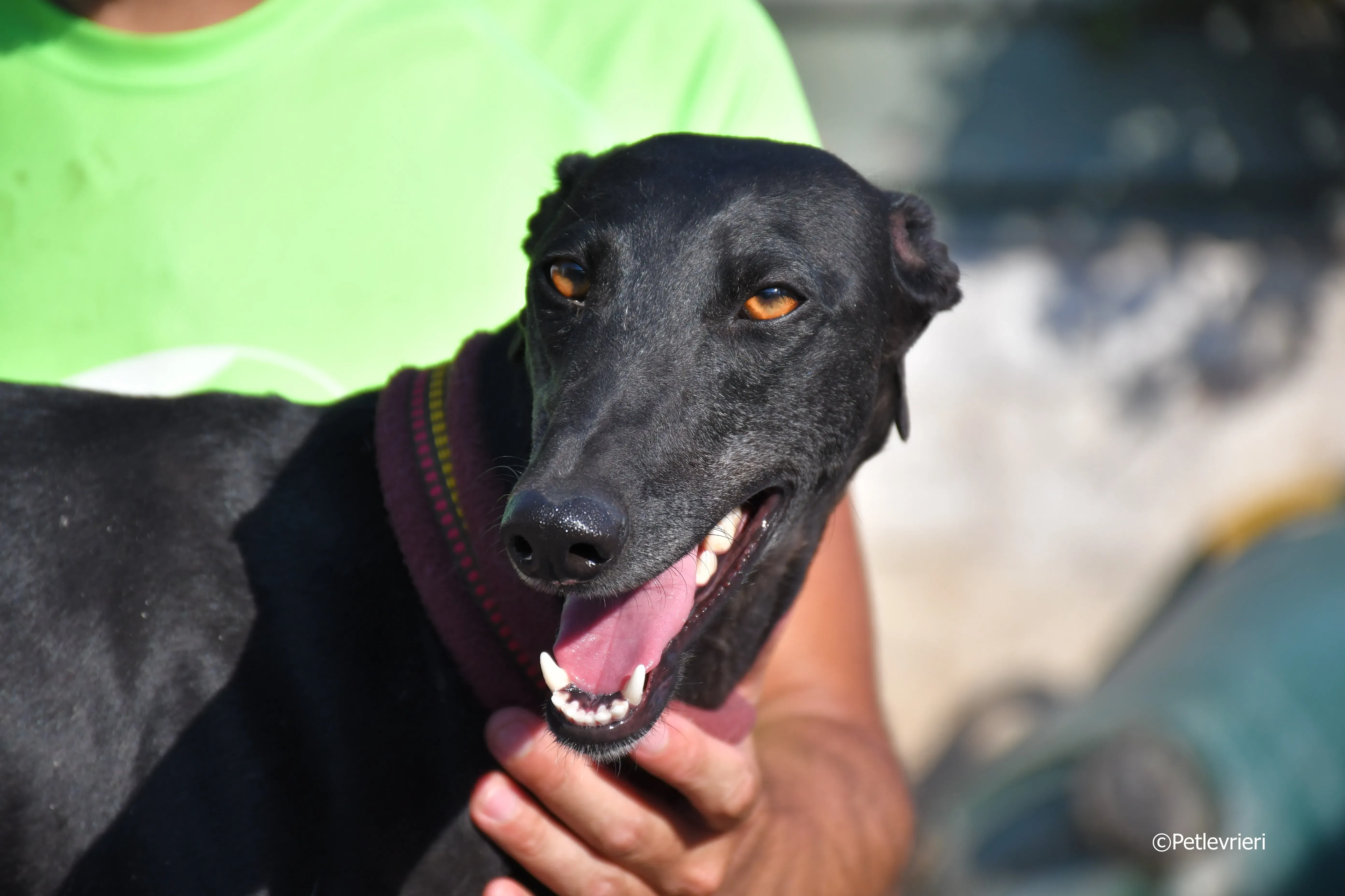 no name Cobie adozione levrieri galgo 15