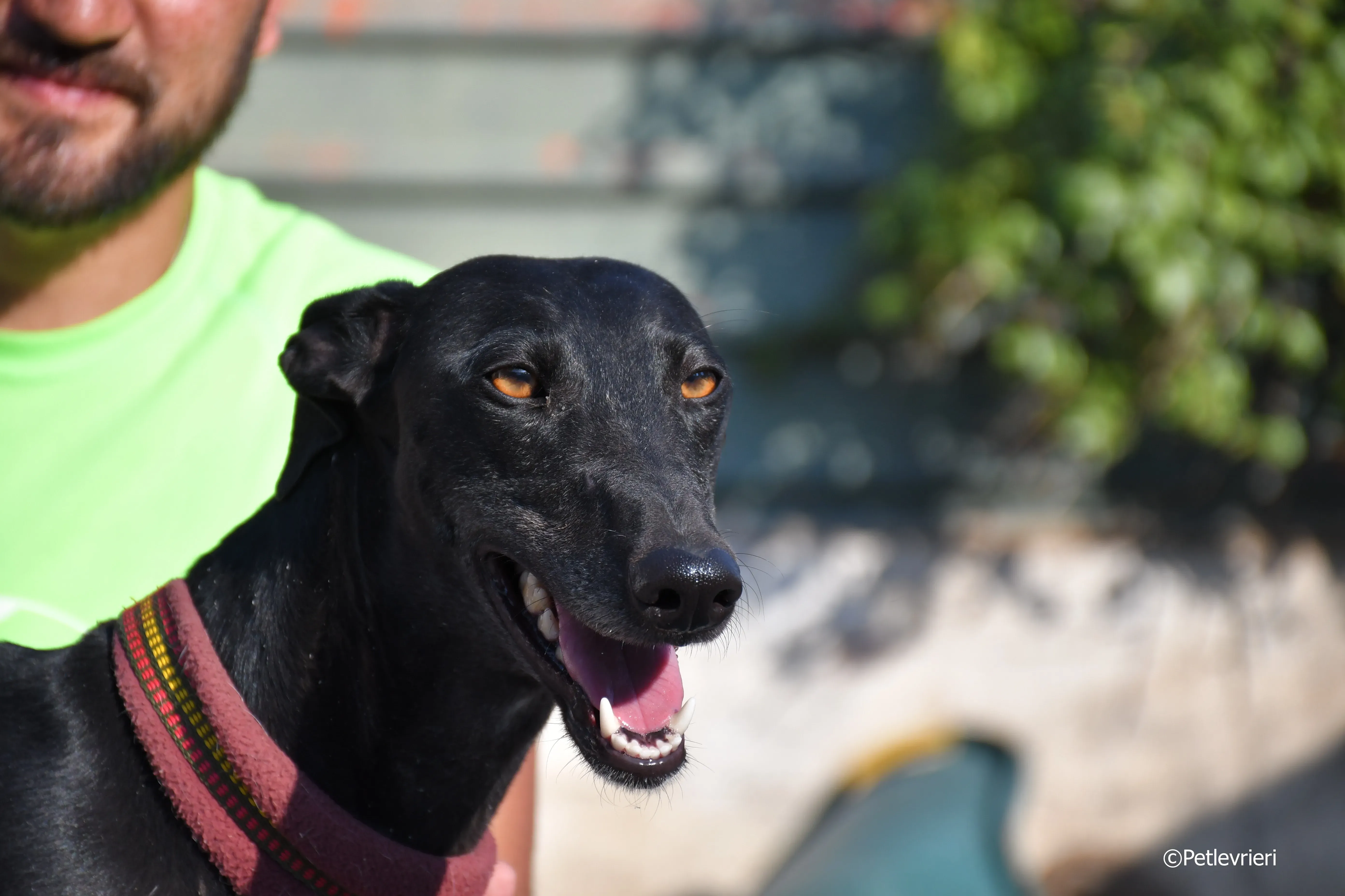 no name Cobie adozione levrieri galgo 16