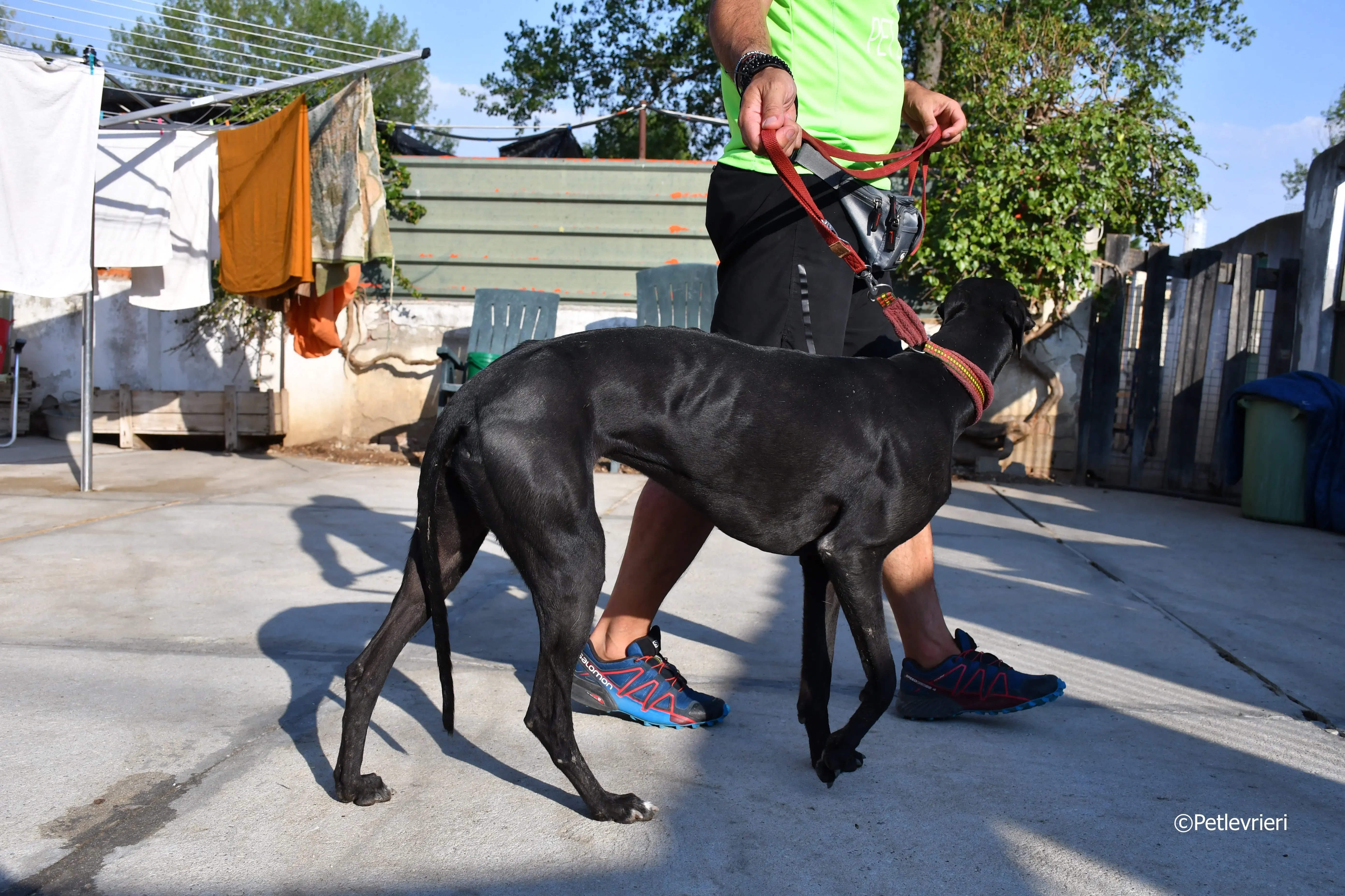 no name Cobie adozione levrieri galgo 17