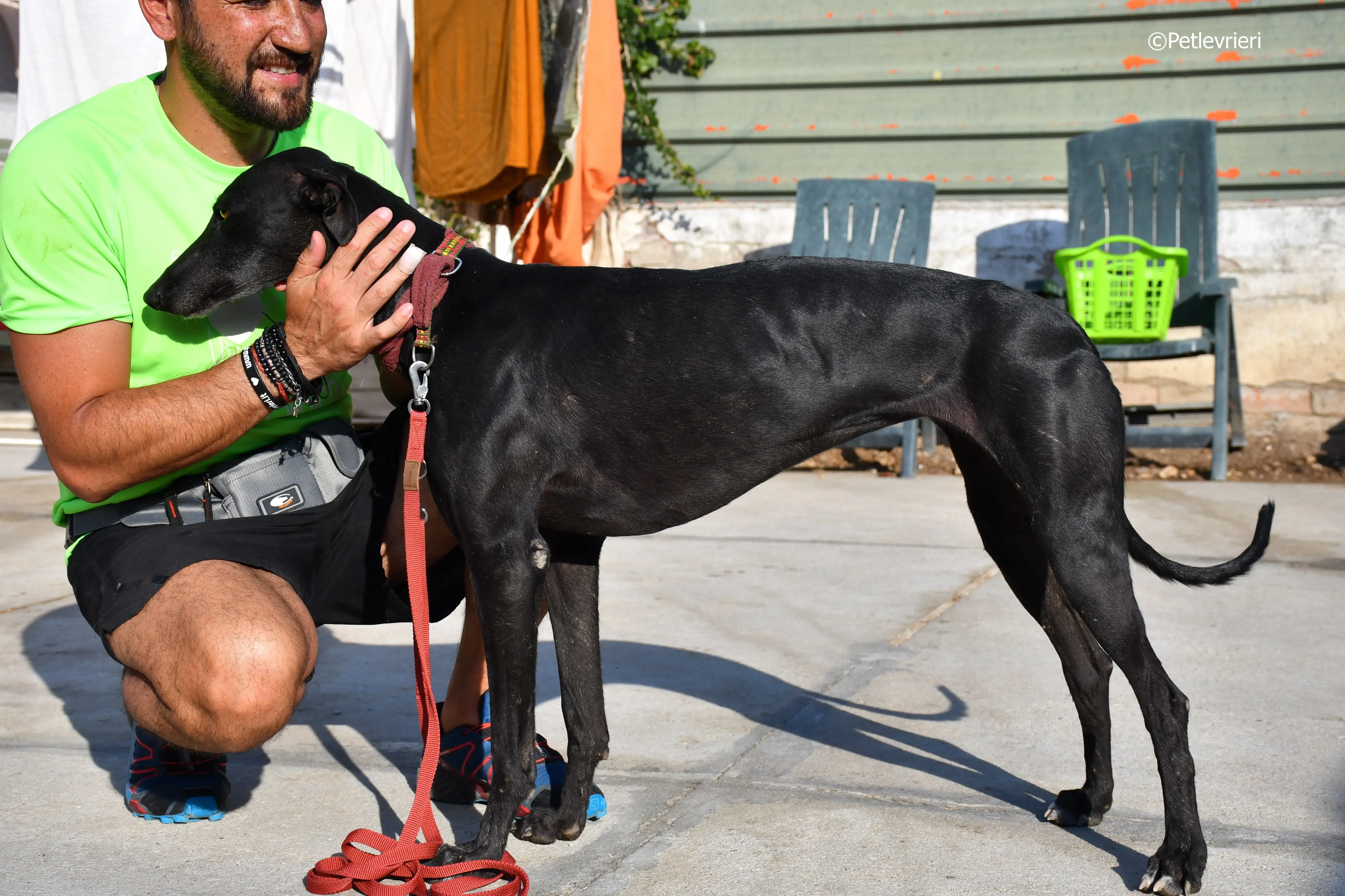 no name Cobie adozione levrieri galgo 2